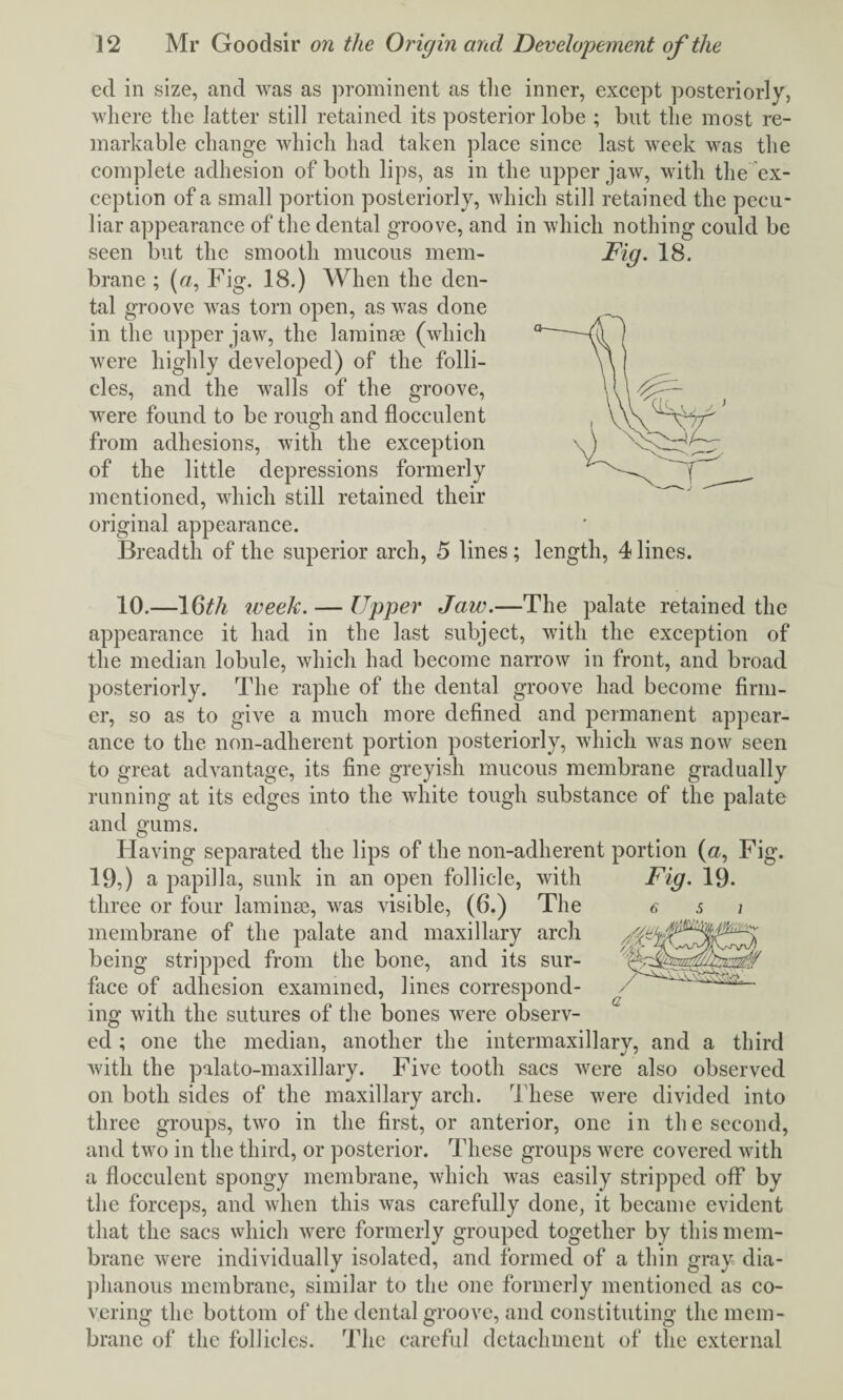 ed in size, and was as prominent as tlie inner, except posteriorly, where the latter still retained its posterior lobe ; but the most re¬ markable change which had taken place since last week was the complete adhesion of both lips, as in the upper jaw, with the ex¬ ception of a small portion posteriorly, which still retained the pecu¬ liar appearance of the dental groove, and in which nothing could be seen but the smooth mucous mem¬ brane ; («, Fig. 18.) When the den¬ tal groove was torn open, as was done in the upper jaw, the laminse (which were highly developed) of the folli¬ cles, and the walls of the groove, were found to be rough and flocculent from adhesions, with the exception of the little depressions formerly mentioned, which still retained their original appearance. Breadth of the superior arch, 5 lines; length, 4lines. Fig. 18. 10.—16th week. — Upper Jaw.—The palate retained the appearance it had in the last subject, with the exception of the median lobule, which had become narrow in front, and broad posteriorly. The raphe of the dental groove had become firm¬ er, so as to give a much more defined and permanent appear¬ ance to the non-adherent portion posteriorly, which was now seen to great advantage, its fine greyish mucous membrane gradually running at its edges into the white tough substance of the palate and gums. Having separated the lips of the non-adherent portion (a, Fig. 19,) a papilla, sunk in an open follicle, with Fig. 19- three or four laminse, was visible, (6.) The membrane of the palate and maxillary arch being stripped from the bone, and its sur¬ face of adhesion examined, lines correspond¬ ing with the sutures of the bones were observ¬ ed ; one the median, another the intermaxillary, and a third with the palato-maxillary. Five tooth sacs were also observed on both sides of the maxillary arch. These were divided into three groups, two in the first, or anterior, one in the second, and two in the third, or posterior. These groups were covered with a flocculent spongy membrane, which was easily stripped off by the forceps, and when this was carefully done, it became evident that the sacs which were formerly grouped together by this mem¬ brane were individually isolated, and formed of a thin gray dia¬ phanous membrane, similar to the one formerly mentioned as co¬ vering the bottom of the dental groove, and constituting the mem¬ brane of the follicles. The careful detachment of the external