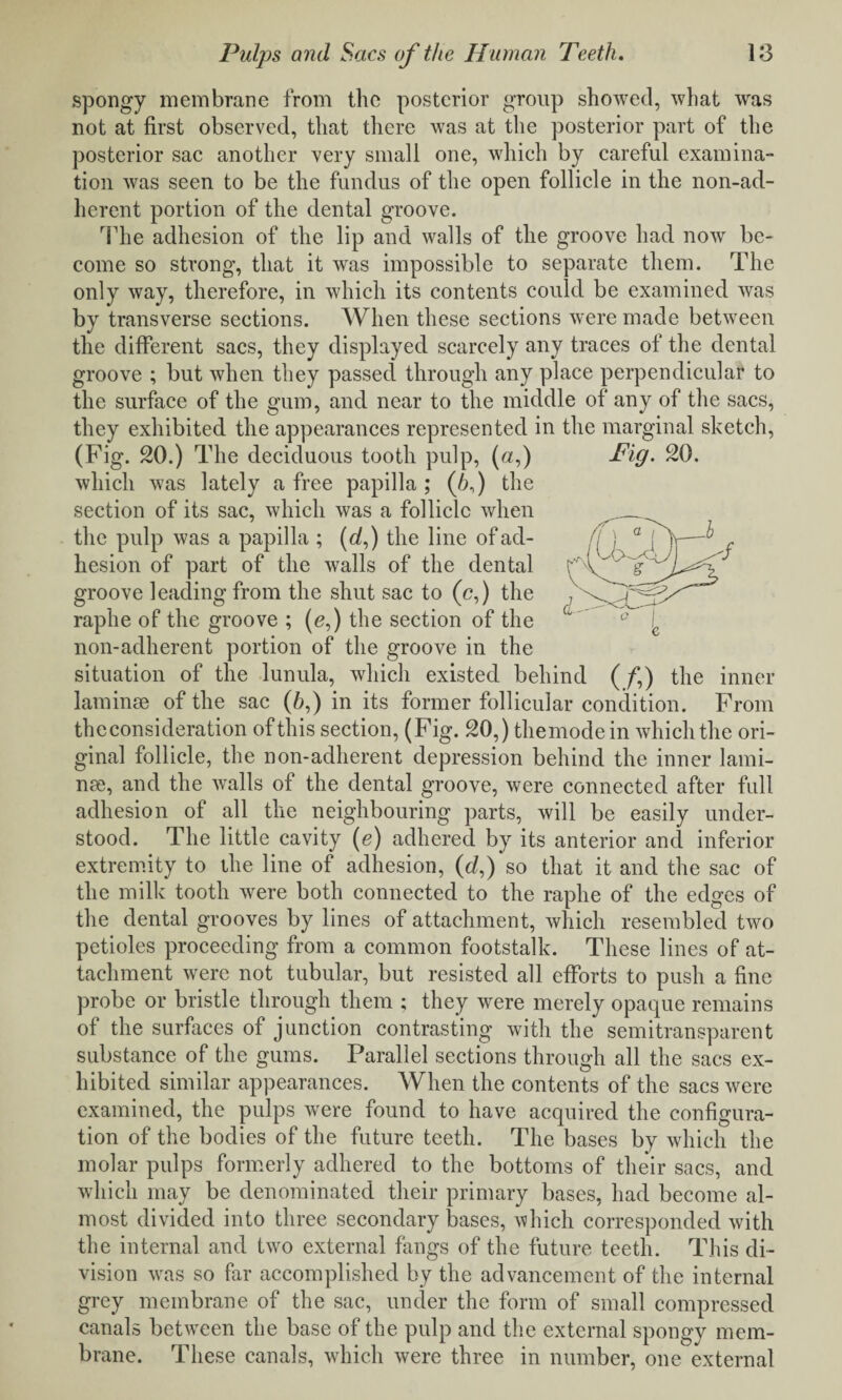 spongy membrane from the posterior group showed, what was not at first observed, that there was at the posterior part of the posterior sac another very small one, which by careful examina¬ tion was seen to be the fundus of the open follicle in the non-ad¬ herent portion of the dental groove. The adhesion of the lip and walls of the groove had now be¬ come so strong, that it was impossible to separate them. The only way, therefore, in which its contents could be examined was by transverse sections. When these sections were made between the different sacs, they displayed scarcely any traces of the dental groove ; but when they passed through any place perpendicular to the surface of the gum, and near to the middle of any of the sacs, they exhibited the appearances represented in the marginal sketch, which was lately a free papilla; (6,) the section of its sac, which was a follicle when the pulp was a papilla ; (d,) the line of ad¬ hesion of part of the walls of the dental groove leading from the shut sac to (c,) the raphe of the groove ; (<?,) the section of the non-adherent portion of the groove in the situation of the lunula, which existed behind (/*,) the inner laminae of the sac (6,) in its former follicular condition. From theconsideration of this section, (Fig. 20,) themodein which the ori¬ ginal follicle, the non-adherent depression behind the inner lami¬ nae, and the walls of the dental groove, were connected after full adhesion of all the neighbouring parts, will be easily under¬ stood. The little cavity (e) adhered by its anterior and inferior extremity to the line of adhesion, (e/,) so that it and the sac of the milk tooth were both connected to the raphe of the edges of the dental grooves by lines of attachment, which resembled two petioles proceeding from a common footstalk. These lines of at¬ tachment were not tubular, but resisted all efforts to push a fine probe or bristle through them ; they were merely opaque remains of the surfaces of junction contrasting with the semitransparent substance of the gums. Parallel sections through all the sacs ex¬ hibited similar appearances. When the contents of the sacs were examined, the pulps were found to have acquired the configura¬ tion of the bodies of the future teeth. The bases by which the molar pulps formerly adhered to the bottoms of their sacs, and which may be denominated their primary bases, had become al¬ most divided into three secondary bases, which corresponded with the internal and twro external fangs of the future teeth. This di¬ vision was so far accomplished by the advancement of the internal grey membrane of the sac, under the form of small compressed canals between the base of the pulp and the external spongy mem¬ brane. These canals, which were three in number, one external