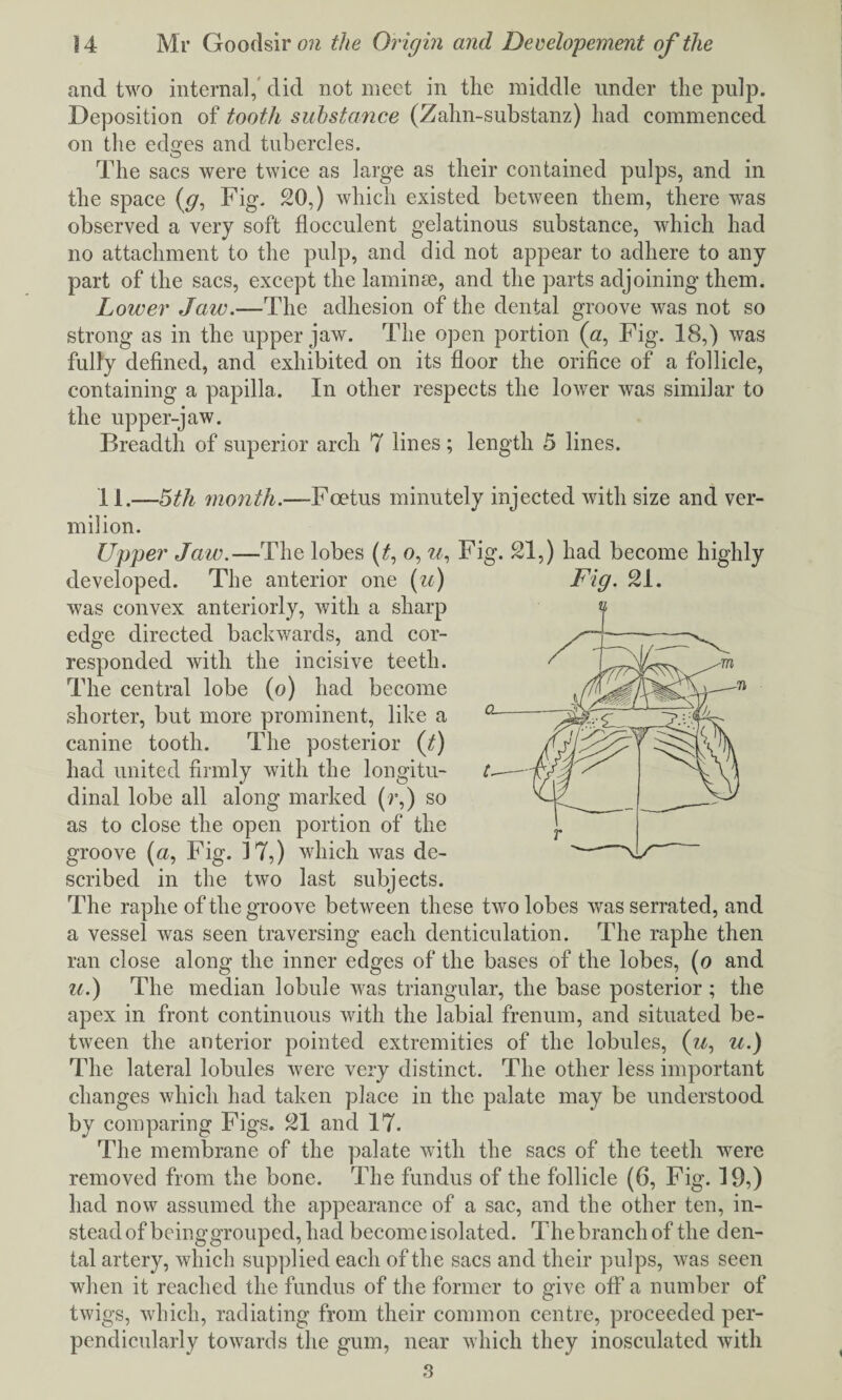 and two internal, did not meet in the middle under the pulp. Deposition of tooth substance (Zahn-substanz) had commenced on the edges and tubercles. The sacs were twice as large as their contained pulps, and in the space (cj, Fig. 20,) which existed between them, there was observed a very soft flocculent gelatinous substance, which had no attachment to the pulp, and did not appear to adhere to any part of the sacs, except the laminse, and the parts adjoining them. Lower Jaw.—The adhesion of the dental groove was not so strong as in the upper jaw. The open portion («, Fig. 18,) was fully defined, and exhibited on its floor the orifice of a follicle, containing a papilla. In other respects the lower was similar to the upper-jaw. Breadth of superior arch 7 lines ; length 5 lines. II.—5th month.—Foetus minutely injected with size and ver¬ milion. Upper Jaw.—The lobes (£, 0, zz, Fig. 21,) had become highly developed. The anterior one (u) Fig. 21. was convex anteriorly, with a sharp edge directed backwards, and cor¬ responded with the incisive teeth. The central lobe (0) had become shorter, but more prominent, like a canine tooth. The posterior if) had united firmly with the longitu¬ dinal lobe all along marked (r,) so as to close the open portion of the groove (a, Fig. 17,) which was de¬ scribed in the two last subjects. The raphe of the groove between these two lobes was serrated, and a vessel was seen traversing each denticulation. The raphe then ran close along the inner edges of the bases of the lobes, (0 and u.) The median lobule was triangular, the base posterior ; the apex in front continuous with the labial frenum, and situated be¬ tween the anterior pointed extremities of the lobules, (zz, u.) The lateral lobules were very distinct. The other less important changes which had taken place in the palate may be understood by comparing Figs. 21 and 17. The membrane of the palate with the sacs of the teeth were removed from the bone. The fundus of the follicle (6, Fig. 19,) had now assumed the appearance of a sac, and the other ten, in¬ stead of beinggrouped, had become isolated. The branch of the den¬ tal artery, which supplied each of the sacs and their pulps, was seen when it reached the fundus of the former to give off a number of twigs, which, radiating from their common centre, proceeded per¬ pendicularly towards the gum, near which they inosculated with 3