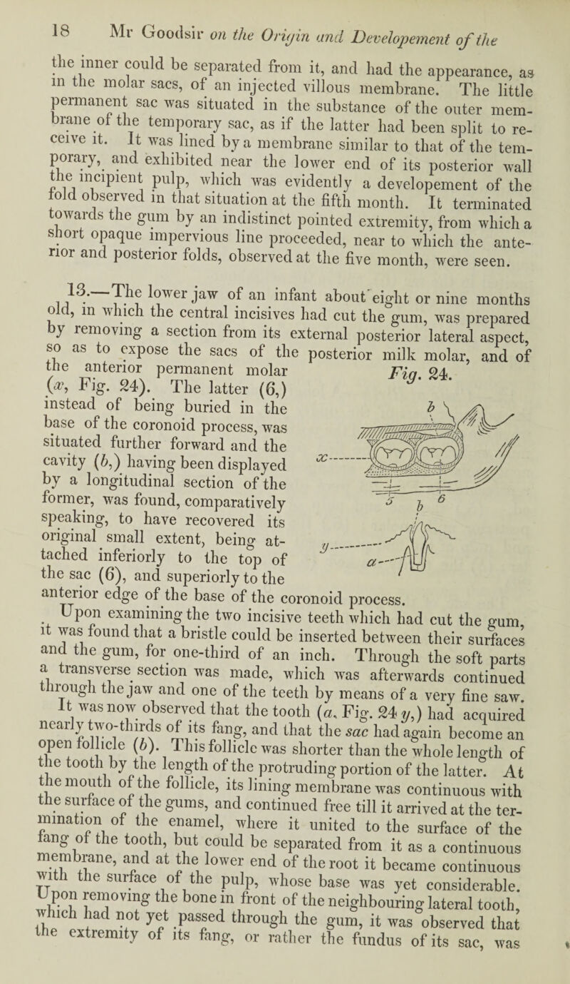 the inner could be separated from it, and had the appearance, as in the molar sacs, of an injected villous membrane. The little permanent sac was situated in the substance of the outer mem¬ brane of the temporary sac, as if the latter had been split to re¬ ceive it. It was lined by a membrane similar to that of the tem¬ porary,. and exhibited near the lower end of its posterior wall ^ ie lndpicnt pulp, which was evidently a developement of the old observed in that situation at the fifth month. It terminated owaic s t le gum by an indistinct pointed extremity, from which a . °rt °Pa(Iue impervious line proceeded, near to which the ante¬ rior anc posteiior folds, observed at the five month, were seen. lower jaw of an infant about eight or nine months o c, m which the central incisives had cut the gum, was prepared y removing a section from its external posterior lateral aspect, so as to expose the sacs of the posterior milk molar, and of the anterior permanent molar Fin 24 Fig. 24). The latter (6,) 9 instead of being buried in the base of the coronoid process, was situated further forward and the cavity (6,) having been displayed by a longitudinal section of the former, was found, comparatively speaking, to have recovered its original small extent, being at¬ tached inferiorly to the top of the sac (6), and superiorly to the anterior edge of the base of the coronoid process. . Upon examining the two incisive teeth which had cut the gum it was found that a bristle could be inserted between their surfaces and the gum, for one-third of an inch. Through the soft parts a transverse section was made, which was afterwards continued irough the jaw and one of the teeth by means of a very fine saw It was now observed that the tooth (a. Fig. 24 y,) had acquired near y wo-t lirds of its fang, and that the sac had again become an open follicle (b). 1 his follicle was shorter than the whole length of the tooth by the length of the protruding portion of the latter. At the mouth of the follicle, its lining membrane was continuous with the surface of the gums, and continued free till it arrived at the ter¬ mination of the enamel, where it united to the surface of the ang of the tooth, but could be separated from it as a continuous membrane, and at the lower end of the root it became continuous ith the surface of the pulp, whose base was yet considerable. Upon removing the bone in front of the neighbouring lateral tooth, ;;h;ch !iad n.ot yf Pasf d through the gum, it was observed that the extremity of its fang, or rather the fundus of its sac, was