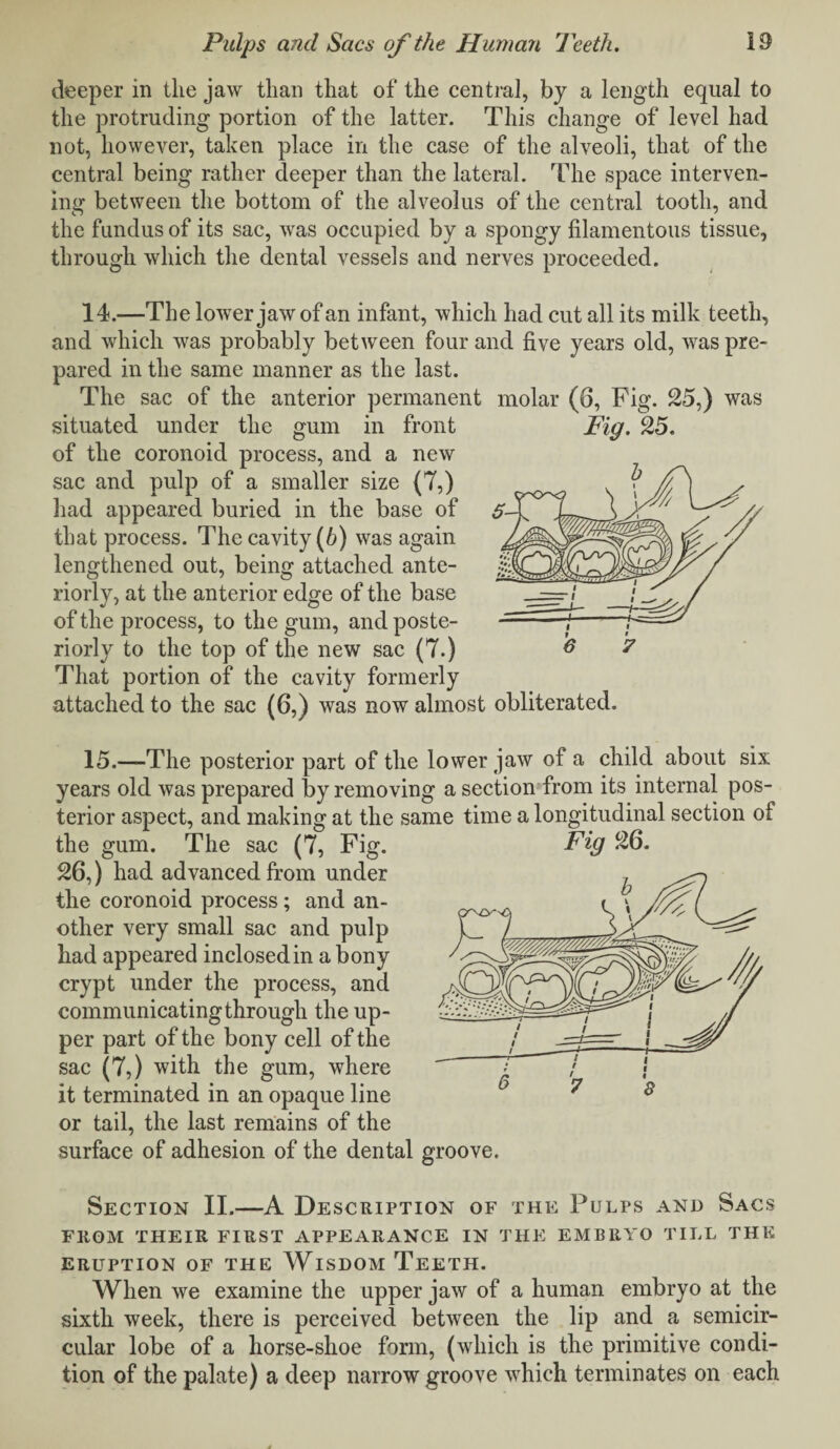 deeper in the jaw than that of the central, by a length equal to the protruding portion of the latter. This change of level had not, however, taken place in the case of the alveoli, that of the central being rather deeper than the lateral. The space interven¬ ing between the bottom of the alveolus of the central tooth, and the fundus of its sac, was occupied by a spongy filamentous tissue, through which the dental vessels and nerves proceeded. 14.—The lower jaw of an infant, which had cut all its milk teeth, and which was probably between four and five years old, was pre¬ pared in the same manner as the last. The sac of the anterior permanent molar (6, Fig. 25,) was situated under the gum in front Pig. 25. of the coronoid process, and a new sac and pulp of a smaller size (7,) had appeared buried in the base of that process. The cavity (6) was again lengthened out, being attached ante¬ riorly, at the anterior edge of the base of the process, to the gum, and poste¬ riorly to the top of the new sac (7.) That portion of the cavity formerly attached to the sac (6,) was now almost obliterated. 15.—The posterior part of the lower jaw of a child about six years old was prepared by removing a section from its internal pos¬ terior aspect, and making at the same time a longitudinal section of the gum. The sac (7, Fig. Pig 26. 26,) had advanced from under the coronoid process; and an¬ other very small sac and pulp had appeared inclosed in a bony crypt under the process, and communicating through the up¬ per part of the bony cell of the sac (7,) with the gum, where it terminated in an opaque line or tail, the last remains of the surface of adhesion of the dental groove. Section II.—A Description of the Pulps and Sacs FROM THEIR FIRST APPEARANCE IN THE EMBRYO TILL THE ERUPTION OF THE WlSDOM TEETH. When we examine the upper jaw of a human embryo at the sixth week, there is perceived between the lip and a semicir¬ cular lobe of a horse-shoe form, (which is the primitive condi¬ tion of the palate) a deep narrow groove which terminates on each