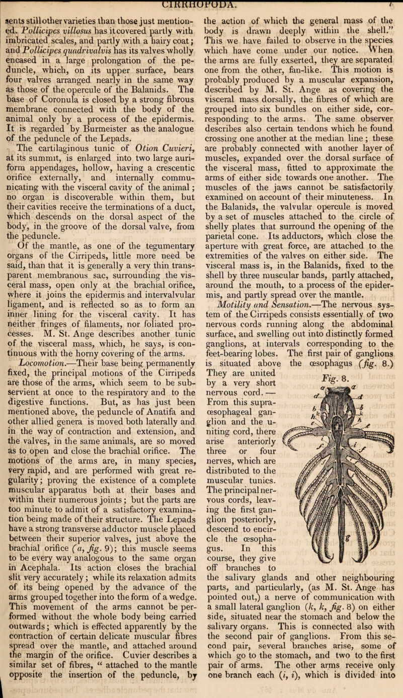 * LIKKHOFUDA. 7 sents stillother varieties than those just mention¬ ed. Pollicipes villosus has it covered partly with imbricated scales, and partly with a hairy coat; and Pollicipes quadrivalvis has its valves wholly encased in a large prolongation of the pe¬ duncle, which, on its upper surface, bears four valves arranged nearly in the same way as those of the opercule of the Balanids. The base of Coronula is closed by a strong fibrous membrane connected with the body of the animal only by a process of the epidermis. It is regarded by Burmeister as the analogue of the peduncle of the Lepads. The cartilaginous tunic of Otion Cuvieri, at its summit, is enlarged into two large auri¬ form appendages, hollow, having a crescentic orifice externally, and internally commu¬ nicating with the visceral cavity of the animal; no organ is discoverable within them, but their cavities receive the terminations of a duct, which descends on the dorsal aspect of the body, in the groove of the dorsal valve, from the peduncle. Of the mantle, as one of the tegumentary organs of the Cirripeds, little more need be said, than that it is generally a very thin trans¬ parent membranous sac, surrounding the vis¬ ceral mass, open only at the brachial orifice, where it joins the epidermis and intervalvular ligament, and is reflected so as to form an inner lining for the visceral cavity. It has neither fringes of filaments, nor foliated pro¬ cesses. M. St. Ange describes another tunic of the visceral mass, which, he says, is con¬ tinuous with the horny covering of the arms. Locomotion.—Their base being permanently fixed, the principal motions of the Cirripeds are those of the arms, which seem to be sub¬ servient at once to the respiratory and to the digestive functions. But, as has just been mentioned above, the peduncle of Anatifa and other allied genera is moved both laterally and in the way of contraction and extension, and the valves, in the same animals, are so moved as to open and close the brachial orifice. The motions of the arms are, in many species, very rapid, and are performed with great re¬ gularity ; proving the existence of a complete muscular apparatus both at their bases and within their numerous joints; but the parts are too minute to admit of a satisfactory examina¬ tion being made of their structure. The Lepads have a strong transverse adductor muscle placed between their superior valves, just above the brachial orifice (a, jig. 9); this muscle seems to be every way analogous to the same organ in Acephala. Its action closes the brachial slit very accurately; while its relaxation admits of its being opened by the advance of the arms grouped together into the form of a wedge. This movement of the arms cannot be per¬ formed without the whole body being carried outwards; which is effected apparently by the contraction of certain delicate muscular fibres spread over the mantle, and attached around the margin of the orifice. Cuvier describes a similar set of fibres, “ attached to the mantle opposite the insertion of the peduncle, by the action of which the general mass of the body is drawn deeply within the shell/’ This we have failed to observe in the species which have come under our notice. When the arms are fully exserted, they are separated one from the other, fan-like. This motion is probably produced by a muscular expansion, described by M. St. Ange as covering the visceral mass dorsally, the fibres of which are grouped into six bundles on either side, cor¬ responding to the arms. The same observer describes also certain tendons which he found crossing one another at the median line ; these are probably connected with another layer of muscles, expanded over the dorsal surface of the visceral mass, fitted to approximate the arms of either side towards one another. The muscles of the jaws cannot be satisfactorily examined on account of their minuteness. In the Balanids, the valvular opercule is moved by a set of muscles attached to the circle of shelly plates that surround the opening of the parietal cone. Its adductors, which close the aperture with great force, are attached to the extremities of the valves on either side. The visceral mass is, in the Balanids, fixed to the shell by three muscular bands, partly attached, around the mouth, to a process of the epider¬ mis, and partly spread over the mantle. Motility and, Sensation.—The nervous sys¬ tem of the Cirripeds consists essentially of two nervous cords running along the abdominal surface, and swelling out into distinctly formed ganglions, at intervals corresponding to the feet-bearing lobes. The first pair of ganglions is situated above the oesophagus (jig. 8.) They are united by a very short nervous cord. — From this supra- cesophageal gan¬ glion and the u- niting cord, there arise anteriorly three or four nerves, which are distributed to the muscular tunics. The principal ner¬ vous cords, leav¬ ing the first gan¬ glion posteriorly, descend to encir¬ cle the oesopha¬ gus. In this course, they give off branches to the salivary glands and other neighbouring parts, and particularly, (as M. St. Ange has pointed out,) a nerve of communication with a small lateral ganglion (k, k, jig. 8) on either side, situated near the stomach and below the salivary organs. This is connected also with the second pair of ganglions. From this se¬ cond pair, several branches arise, some of which go to the stomach, and two to the first pair of arms. The other arms receive only one branch each (i, i), which is divided into