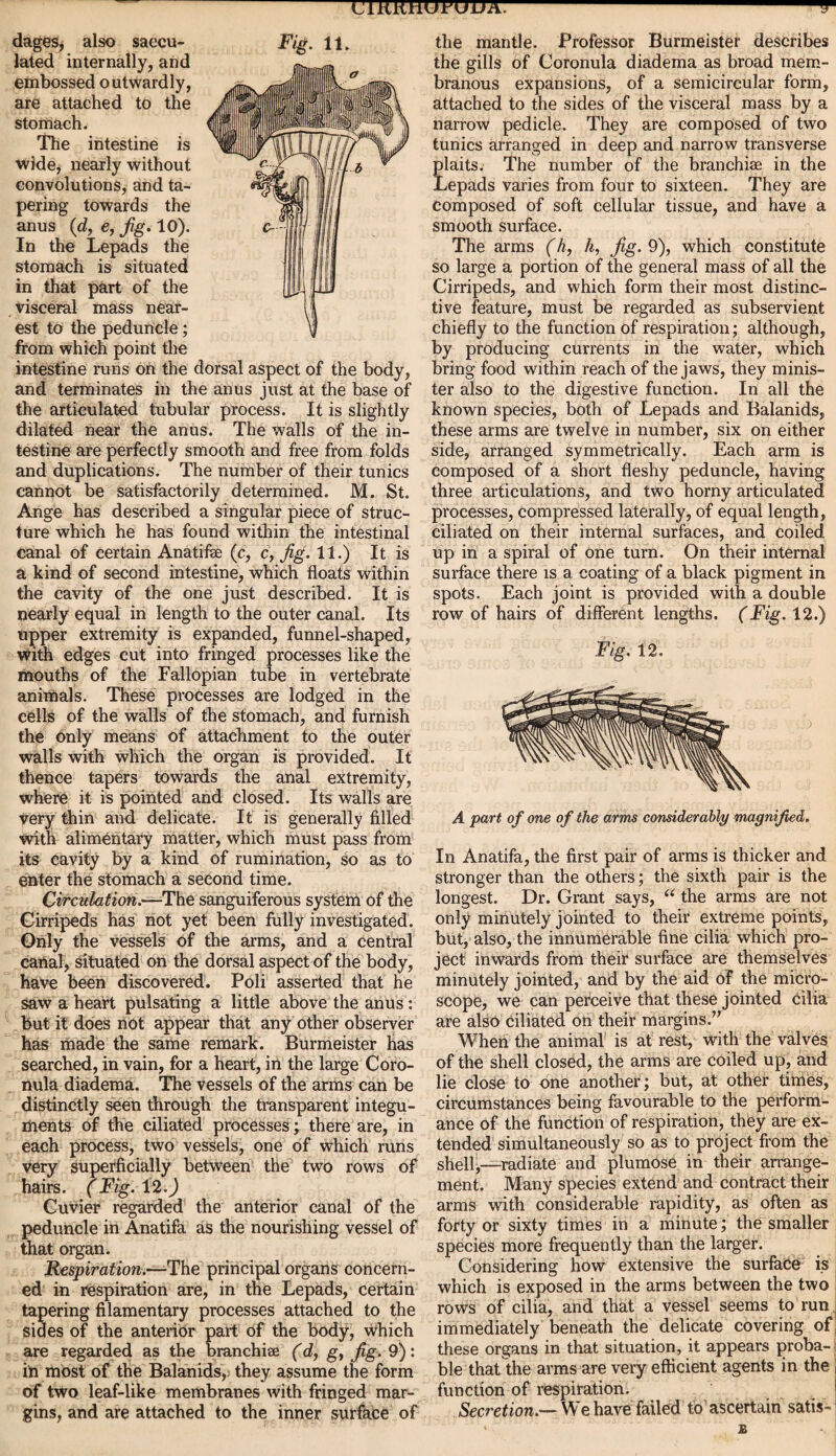 dages, also saccu¬ lated internally, and embossed outwardly, are attached to the stomach. The intestine is Wide, nearly without convolutions, and ta¬ pering towards the anus (d, e, fig. 10). In the Lepads the stomach is situated in that part of the visceral mass near¬ est to the peduncle; from which point the intestine runs on the dorsal aspect of the body, and terminates in the anus just at the base of the articulated tubular process. It is slightly dilated near the anus. The walls of the in¬ testine are perfectly smooth and free from folds and duplications. The number of their tunics cannot be satisfactorily determined. M. St. Ange has described a singular piece of struc¬ ture which he has found within the intestinal canal of certain Anatife (c, c, fig. 11.) It is a kind of second intestine, which floats within the cavity of the one just described. It is nearly equal in length to the outer canal. Its upper extremity is expanded, funnel-shaped, with edges cut into fringed processes like the mouths of the Fallopian tube in vertebrate animals. These processes are lodged in the cells of the walls of the stomach, and furnish the only means of attachment to the outer walls with which the organ is provided. It thence tapers towards the anal extremity, where it is pointed and closed. Its walls are very thin and delicate. It is generally filled with alimentary matter, which must pass from its cavity by a kind of rumination, so as to enter the stomach a second time. Circulation.—The sanguiferous system of the Cirripeds has not yet been fully investigated. Only the vessels of the arms, and a central canal, Situated on the dorsal aspect of the body, have been discovered. Poli asserted that he saw a heart pulsating a little above the anus: but it does not appear that any other observer has made the same remark. Burmeister has searched, in vain, for a heart, in the large Coro- nula diadema. The vessels of the arms can be distinctly seen through the transparent integu¬ ments of the ciliated processes; there are, in each process, two vessels, one of which runs very superficially between the two rows of hairs. (Fig. 12.J Cuvier regarded the anterior canal of the peduncle in Anatifa as the nourishing vessel of that organ. Respiration.—The principal organs concern¬ ed in respiration are, in the Lepads, certain tapering filamentary processes attached to the sides of the anterior part of the body, which are regarded as the branchiae (d, g, fig. 9): in most of the Balanids, they assume the form of two leaf-like membranes with fringed mar¬ gins, and are attached to the inner surface of the mantle. Professor Burmeister describes the gills of Coronula diadema as broad mem¬ branous expansions, of a semicircular form, attached to the sides of the visceral mass by a narrow pedicle. They are composed of two tunics arranged in deep and narrow transverse plaits. The number of the branchiae in the Lepads varies from four to sixteen. They are composed of soft cellular tissue, and have a smooth surface. The arms (h, h, fig. 9), which constitute so large a portion of the general mass of all the Cirripeds, and which form their most distinc¬ tive feature, must be regarded as subservient chiefly to the function of respiration; although, by producing currents in the water, which bring food within reach of the jaws, they minis¬ ter also to the digestive function. In all the known species, both of Lepads and Balanids, these arms are twelve in number, six on either side, arranged symmetrically. Each arm is composed of a short fleshy peduncle, having three articulations, and two horny articulated processes, compressed laterally, of equal length, ciliated on their internal surfaces, and coiled up in a spiral of one turn. On their internal surface there is a coating of a black pigment in spots. Each joint is provided with a double row of hairs of different lengths. (Fig. 12.) Fig. 12. A part of one of the arms considerably magnified. In Anatifa, the first pair of arms is thicker and stronger than the others; the sixth pair is the longest. Dr. Grant says, “ the arms are not only minutely jointed to their extreme points, but, also, the innumerable fine cilia which pro¬ ject inwards from their surface are themselves minutely jointed, and by the aid of the micro¬ scope, we can perceive that these jointed cilia are also ciliated on their margins.” When the animal is at rest, with the valves of the shell closed, the arms are coiled up, and lie close to one another; but, at other times, circumstances being favourable to the perform¬ ance of the function of respiration, they are ex¬ tended simultaneously so as to project from the shell,—radiate and plumose in their arrange¬ ment. Many species extend and contract their arms with considerable rapidity, as often as forty or sixty times in a minute; the smaller species more frequently than the larger. Considering how extensive the surface is which is exposed in the arms between the two rows of cilia, and that a vessel seems to run ■ immediately beneath the delicate covering of; these organs in that situation, it appears proba-1 ble that the arms are very efficient agents in the i function of respiration. Secretion.— We have failed to ascertain satis-1