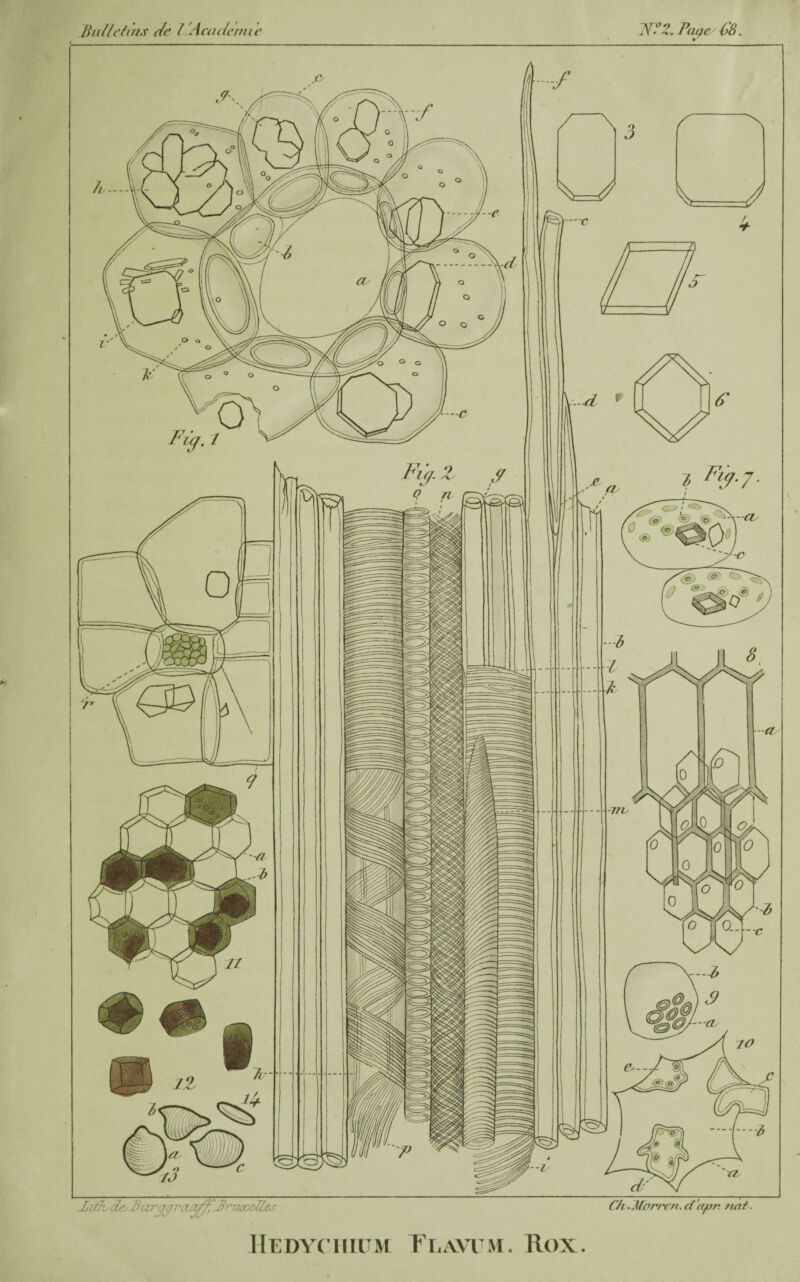 Page 68 Bulletins de l '.Academic -Lifh-de^Purseraa^JntxeUe.; Ch-Morreu. dapr. not. Hedyciiium T'lavum. Ilox.