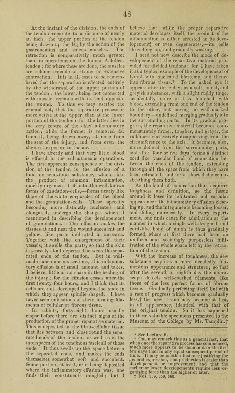 At the instant of the division, the ends of the tendon separate to a distance of nearly an inch, the upper portion of the tendon being drawn up the leg by the action of the gastronemius and soleus muscles. The retraction is comparatively much greater than in operations on the human Achilles- tendon ; for where these are done, the muscles are seldom capable of strong or extensive contraction. It is in all cases to be remem¬ bered that the separation is effected entirely by the withdrawal of the upper portion of the tendon : the lower, being not connected with muscle, remains with its end opposite the wound. To this we may ascribe the general fact, that the reparative process is more active at the upper than at the lower portion of the tendon : for the latter lies in the very centre of the chief inflammatory action; while the former is removed far from it, being drawn away, at once from the seat of the injury, and from even the slightest exposure to the air. I have already said that very little blood is effused in the subcutaneous operations. The first apparent consequence of the divi¬ sion of the tendon is the effusion of a fluid or semi-fluid substance, which, like the product of common inflammation, quickly organizes itself into the well-known forms of exudation-cells,—forms nearly like those of the white corpuscles of the blood and the granulation-cells. These, speedily becoming more distinctly nucleated and elongated, undergo the changes which I mentioned in describing the developement of granulations. The effusion makes the tissues at and near the wound succulent and yellow, like parts infiltrated in anasarca. Together with the enlargement of their vessels, it swells the parts, so that the skin is scarcely at all depressed between the sepa¬ rated ends of the tendon. But in well- made subcutaneous sections, this inflamma¬ tory effusion is of small amount, and takes, I believe, little or no share in the healing of the injury ; for the effusion ceases after the first twenty-four hours, and I think that its cells are not developed beyond the state in which they appear spindle-shaped. I have never seen indications of their forming fila¬ ments of cellular or fibrous tissue. In rabbits, forty-eight hours usually elapse before there are distinct signs of the production of the proper reparative material. This is deposited in the fibro-cellular tissue that lies between and close round the sepa¬ rated ends of the tendon, as well as in the interspaces of the tendinous fasciculi of those ends. It thus swells up the space between the separated ends, and makes the ends themselves somewhat soft and succulent. Some portion, at least, of it being deposited where the inflammatory effusion was, one finds their constituents mingled ; but I believe that, while the proper reparative material developes itself, the product of the inflammation is either arrested in its deve- lopementj or even degenerates,—its cells shrivelling up, and gradually wasting. I need not now describe the mode of de¬ velopement of the reparative material pro¬ vided for divided tendons ; for I have taken it as a typical example of the developement of lymph into nucleated blastema, and thence into fibrous tissue.* To the naked eye it appears after three days as a soft, moist, and greyish substance, with a slight ruddy tinge, accidentally more or less blotched with blood, extending from one end of the tendon to the other, but having no well-marked boundary—unde fined, merging gradually into the surrounding parts. In its gradual pro¬ gress, the reparative material becomes com- mensurately firmer, tougher, and greyer, the ruddiness successively disappearing from the circumference to the axis : it becomes, also, more defined from the surrounding parts, and after four or five days forms a distinct cord-like vascular bond of connection be¬ tween the ends of the tendon, extending through all the space from which they have been retracted, and for a short distance en- sheatbing them both. As the bond of connection thus acquires toughness and definition, so the tissue around it loses its infiltrated and vascular appearance: the inflammatory effusion clear¬ ing up, and the integuments becoming looser, and sliding more easily. In every experi¬ ment, one finds cause for admiration at the manner in which a single well-designed and cord-like bond of union is thus gradually formed, where at first there had been an uniform and seemingly purposeless infil¬ tration of the whole space left by the retrac¬ tion of the tendon. With the increase of toughness, the new substance acquires a more decidedly fila¬ mentous appearance and structure ; so that after the seventh or eighth day the micro¬ scope detects well-marked filaments, like those of the less perfect forms of fibrous tissue. Gradually perfecting itself, but with a rate of progress which becomes gradually less,f the new tissue may become at last, in all appearance, identical with that of the original tendon. So it has happened in these valuable specimens presented to the Museum of the College by Mr. Tamplin.J * See Lecture ii. t One may remark this as a general fact, that when once the reparative process has commenced, much more appears to be done in it in the first few days than in any equal subsequent period of time. It may be another instance justifying the general expression, that production is easier than developement or improvement, and that the earlier or lower developements require less or¬ ganizing force than the higher or later. X Nos. 358, 359, 360.