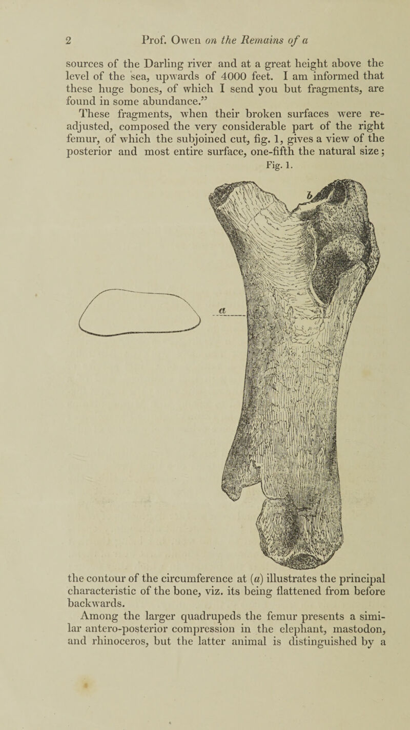 sources of the Darling river and at a great height above the level of the sea, upwards of 4000 feet. I am informed that these huge bones^ of which I send you but fragments, are found in some abundance.” These fragments, when their broken surfaces were re¬ adjusted, composed the very considerable part of the right femur, of which the subjoined cut, fig. 1, gives a view of the posterior and most entire surface, one-fifth the natural size; Fig. 1. the contour of the circumference at («) illustrates the principal characteristic of the bone, viz. its being flattened from before backwards. Among the larger quadrupeds the femur presents a simi¬ lar antero-posterior compression in the elephant, mastodon, and rhinoceros, but the latter animal is distinguished by a