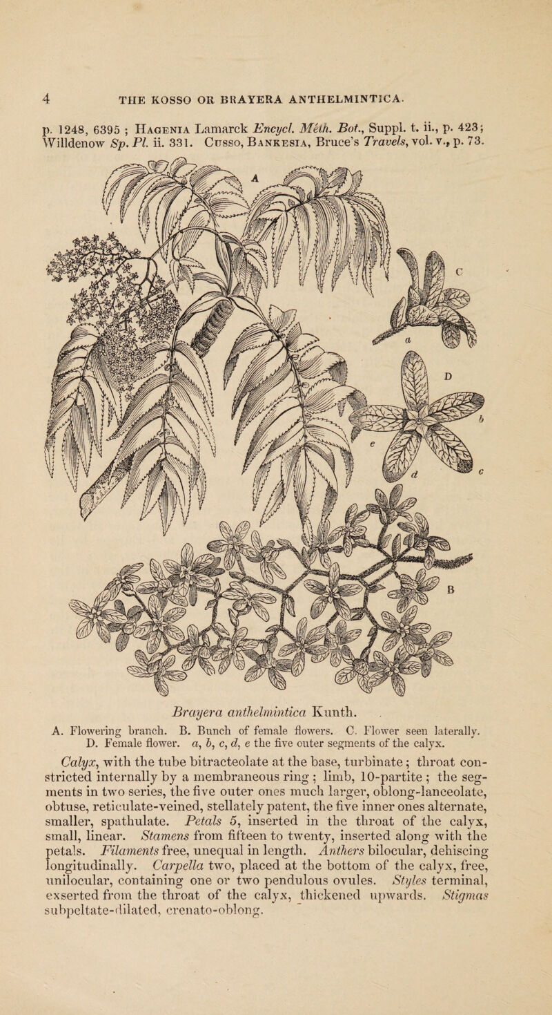 p. 1248, 6395 ; Hagenia Lamarck Encycl. Meth. Bot., Suppl. t. ii., p. 423; Willdenow Sp. PI. ii. 331. Cttsso, Bankesia, Bruce’s Travels, vol. v.f p. 73. Brayera anthelmintica Kuntli. A. Flowering branch. B. Bunch of female flowers. C. Flower seen laterally, D. Female flower, a, £>, c, d, e the five outer segments of the calyx. Calyx, with the tube bitracteolate at the base, turbinate; throat con¬ stricted internally by a membraneous ring ; limb, 10-partite ; the seg¬ ments in two series, the five outer ones much larger, oblong-lanceolate, obtuse, reticulate-veined, stellately patent, the five inner ones alternate, smaller, spathulate. Petals 5, inserted in the throat of the calyx, small, linear. Stamens from fifteen to twenty, inserted along with the petals. Filaments free, unequal in length. Anthers bilocular, dehiscing longitudinally. Carpella two, placed at the bottom of the calyx, free, unilocular, containing one or two pendulous ovules. Styles terminal, exserted from the throat of the calyx, thickened upwards. Stigmas subpeltate-dilated, crenato-oblong.