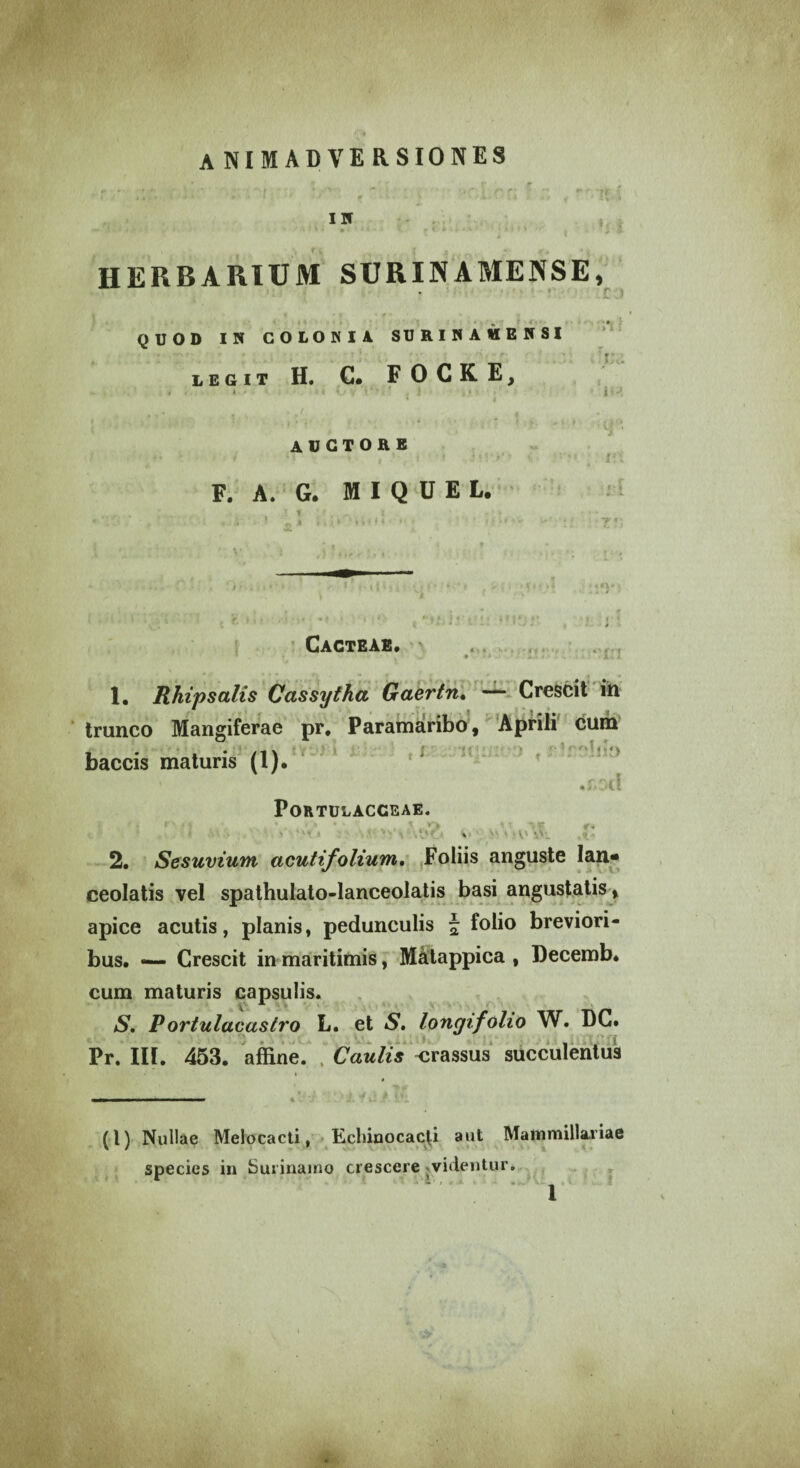 A NIMADVE RSIONES IH HERBARIUM SURINAMENSE, \ * * f ' 1 ♦ * f i QUOD IN COLONIA SDKIHAHEHSI legit H. C. FOCKE, • • i ♦ -1 »4 - . J • • • V , • . * ' ■ i , \ (_ AUCTORE . <. * * * i * i » . ' < i *«V i* * h ' ' * F. A. G. M I Q U E L. r j ;• »• i x > c* 'j ir. io* Cacteae. jom 1. Rhipsalis Cassytha Gaertn. — Crescit in trunco Mangiferae pr. Paramaribo, Aprili cum * . • /1 \ i * > baccis maturis (1). ,rA\ PORTULACCEAE. S' V«V' i1. 2. Sesuvium acutifolium. Foliis anguste lan- ceolatis vel spathulato-lanceolatis basi angustatis > apice acutis, planis, pedunculis J folio breviori¬ bus. — Crescit in maritimis, Matappica , Decemb. cum maturis capsulis. S. Portulacastro L. et S. longifolio W. DC. IA ‘ AV V V.'. A | A f 9 AJI ' A l lH[ f) IX Pr. III. 453. affine. Caulis crassus succulentus (l) Nullae Melocacti, Ecliinocacp aut Mammillariae species in Surinamo crescere videntur.