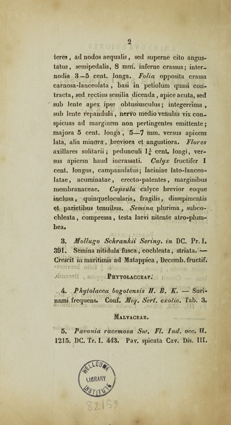 teres , ad nodos aequalis, sed superne cito angus¬ tatus, semipedalis, 8 mrri. inferne crassus; inter¬ nodia 3—5 cent. longa. Folia opposita crassa carnosa-Ianceolata , basi in petiolum quasi cori- tracta, sed rectius sessilia dicenda , apice acuta, sed sub lente apex ipse obtusiusculus; integerrima f sub lente i'epandula , nervo medio veftulas vix con¬ spicuas ad marginem non pertingentes emittente; majora 5 cent. longa , 5—7 mm. versus apicem lata, alia minora , breviora et angustiora. Flores axillares solitarii; pedunculi 1J- cent. longi, ver¬ sus apicem haud incrassati. Calyx fructifer I cent. longus, campanulatus; laciniae lato-Ianceo- latae, acuminatae, erecto-patentes, marginibus membranaceae. Capsula calyce brevior eoque inclusa, quinquelocularis, fragilis, dissepimentis et parietibus tenuibus. Semina plurima, subeo- A * chleata, compressa, testa laevi nitente atro-plum- bea. 3. Mollugo Schrankii Sering. in DC. Pr. I. 391. Semina nitidula fusca , cochleata, striata.— Oestfit in maritimis ad Matappica , Decemb. fructif* -iiovrytd oilol [ ai! : r,. •( PhYTOLACCEAF; .4 V .... J. , d„ i i 4. Phytolacea bo^ot ensis H. B. K. — Suri- nami frequens# Conf. Miq. Seri. exolic. Tab. 3. £-»•••*. .‘ii.’. v.- , » - , - n l Malvaceae. 5. Pavonia racemosa Sw. FI. Ind. occ. M. 1215. DC. Tr. I. 443. Pav. spicata Cav. Dis. III.