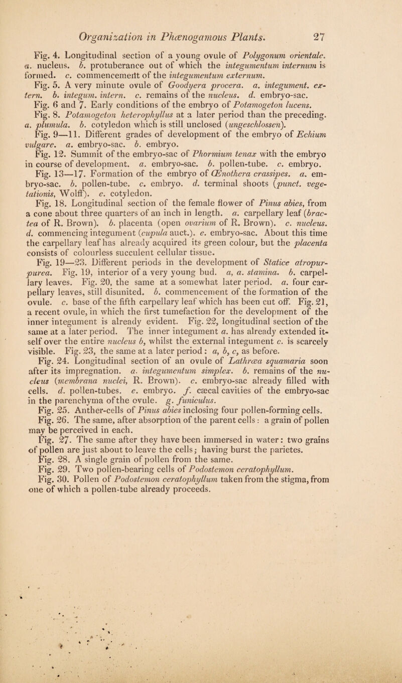 Fig. 4. Longitudinal section of a young ovule of Polygonum orientate. ■a. nucleus. &. protuberance out of which the integumentum internum is formed, c. commencemertt of the integumentum externum. Fig. 5. A very minute ovule of Goodyera procera. a. integument, ex¬ tern. b, integum. intern, c. remains of the nucleus, d. embryo-sac. Fig. 6 and 7. Early conditions of the embryo of Potamogeton lucens. Fig. 8. Potamogeton heterophyllus at a later period than the preceding. a. plumula. b. cotyledon which is still unclosed (ungeschlossen). Fig. 9—11. Different grades of development of the embryo of Echium vulgare. a. embryo-sac. b. embryo. Fig. 12. Summit of the embryo-sac of Phormium tenax with the embryo in course of development, a. embryo-sac. b. pollen-tube. c. embryo. Fig. 13—17. Formation of the embryo of CEnotkera crassipes. a. em¬ bryo-sac. b. pollen-tube. c. embryo, d. terminal shoots (punct. vege- tationis, Wolff), e. cotyledon. Fig. 18. Longitudinal section of the female flower of Pinus abies, from a cone about three quarters of an inch in length, a. carpellary leaf (brae- tea of R. Brown), b. placenta (open ovarium of R. Brown), c. nucleus, d. commencing integument (cupula auct.). e. embryo-sac. About this time the carpellary leaf has already acquired its green colour, but the placenta consists of colourless succulent cellular tissue. Fig. 19—23. Different periods in the development of Statice atropur- purea. Fig. 19, interior of a very young bud. a, a. stamina, b. carpel¬ lary leaves. Fig. 20, the same at a somewhat later period, a. four car¬ pellary leaves, still disunited, b. commencement of the formation of the ovule, c. base of the fifth carpellary leaf which has been cut off. Fig. 21, a recent ovule, in which the first tumefaction for the development of the inner integument is already evident. Fig. 22, longitudinal section of the same at a later period. The inner integument a. has already extended it¬ self over the entire nucleus b, whilst the external integument c. is scarcely visible. Fig. 23, the same at a later period : a, b, c, as before. Fig. 24. Longitudinal section of an ovule of Eathrcea squamaria soon after its impregnation, a. integumentum simplex, b. remains of the nu¬ cleus (membrana nuclei, R. Brown), c. embryo-sac already filled with cells, d. pollen-tubes, e. embryo. /. caecal cavities of the embryo-sac in the parenchyma of the ovule, g. funiculus. Fig. 25. Anther-cells of Pinus abies inclosing four pollen-forming cells. Fig. 26. The same, after absorption of the parent cells: a grain of pollen may be perceived in each. Fig. 27. The same after they have been immersed in water: two grains of pollen are just about to leave the cells; having burst the parietes. Fig. 28. A single grain of pollen from the same. Fig. 29. Two pollen-bearing cells of Podostemon ceratophyllum. Fig. 30. Pollen of Podostemon ceratophyllum taken from the stigma, from one of which a pollen-tube already proceeds.