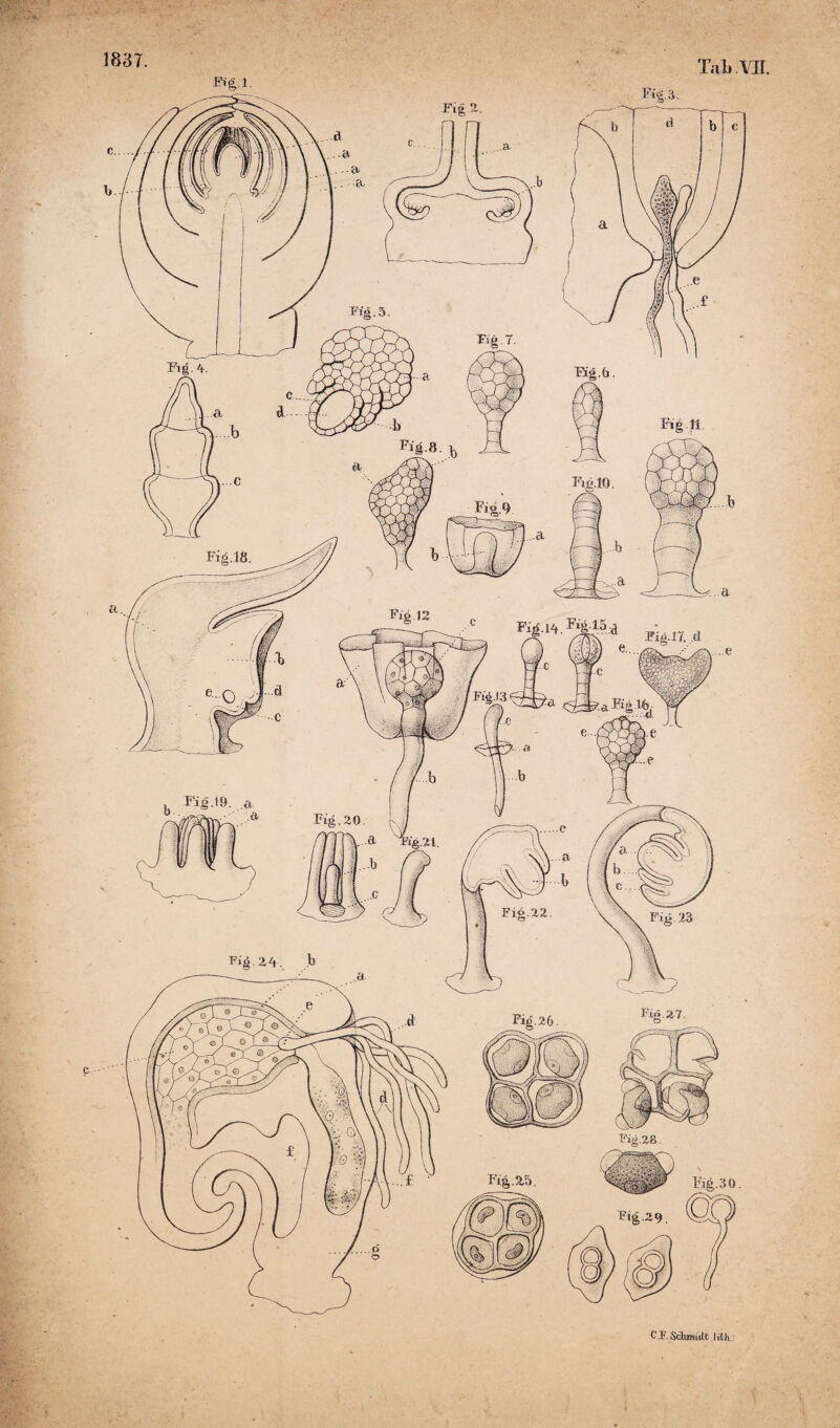 Tab .YU. C 3?. Schmidt lith.