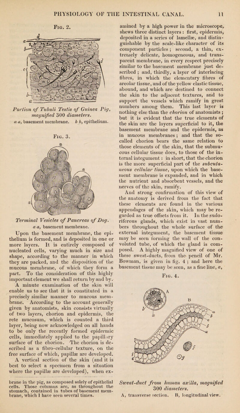 Fig. 2. Portion of Tubuli Testis of Guinea Pig, magnified 300 diameters, a a, basement membrane, b b, epithelium. Fig. 3. a, Terminal Vesicles of Pancreas of Dog. a a, basement membrane. Upon the basement membrane, the epi¬ thelium is formed, and is deposited in one or more layers. It is entirely composed of nucleated cells, varying much in size and shape, according to the manner in which they are packed, and the disposition of the mucous membrane, of which they form a part. To the consideration of this highly important element we shall return by and by. A minute examination of the skin will enable us to see that it is constituted in a precisely similar manner to mucous mem¬ brane. According to the account generally given by anatomists, skin consists virtually of two layers, chorion and epidermis, the rete mucosum, which is counted a third layer, being now acknowledged on all hands to be only the recently formed epidermic cells, immediately applied to the papillary surface of the chorion. The chorion is de¬ scribed as a fibro-cellular texture, on the free surface of which, papillse are developed. A vertical section of the skin (and it is best to select a specimen from a situation where the papillse are developed), when ex- brane in the pig, as composed solely of epithelial cells. Those columns are, as throughout the stomach, contained in tubes of basement mem¬ brane, which I have seen several times. amined by a high power in the microscope, shews three distinct layers : first, epidermis, deposited in a series of lamellae, and distin¬ guishable by the scale-like character of its component particles ; second, a thin, ex¬ tremely delicate, homogeneous, and trans¬ parent membrane, in every respect precisely similar to the basement membrane just de¬ scribed ; and, thirdly, a layer of interlacing fibres, in which the elementary fibres of areolar tissue, and of the yellow elastic tissue, abound, and which are destined to connect the skin to the adjacent textures, and to support the vessels which ramify in great numbers among them. This last layer is nothing else than the chorion of anatomists ; but it is evident that the true elements of the skin are the layers superficial to it, the basement membrane and the epidermis, as in mucous membranes ; and that the so- called chorion bears the same relation to those elements of the skin, that the submu¬ cous cellular tissue does, to those of the in¬ ternal integument: in short, that the chorion is the more superficial part of the subcuta¬ neous cellular tissue, upon which the base¬ ment membrane is expanded, and in which the nutrient and absorbent vessels, and the nerves of the skin, ramify. And strong confirmation of this view of the anatomy is derived from the fact that these elements are found in the various appendages of the skin, which may be re¬ garded as true offsets from it. In the sudo¬ riferous glands, which exist in vast num¬ bers throughout the whole surface of the external integument, the basement tissue may be seen forming the wall of the con¬ voluted tube, of which the gland is com¬ posed. A highly magnified view of one of these sweat-ducts, from the- pencil of Mr. Bowman, is given in fig. 4 ; and here the basement tissue may be seen, as a fine line, a, Fig. 4. Sweat-duct from human axilla, magnified 300 diameters. A, transverse section. B, longitudinal view.