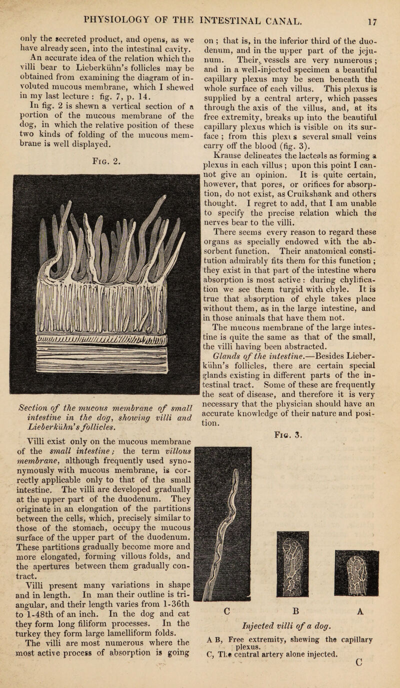 only the secreted product, and opens, as we have already seen, into the intestinal cavity. An accurate idea of the relation which the villi bear to Lieberkiihn’s follicles may be obtained from examining the diagram of in¬ voluted mucous membrane, which I shewed in my last lecture : fig. 7, p. 14. In fig. 2 is shewn a vertical section of a portion of the mucous membrane of the dog, in which the relative position of these two kinds of folding of the mucous mem¬ brane is well displayed. Fig. 2. Section of the mucous membrane of small intestine in the dog, showing villi and Lieberk'uhrts follicles. Villi exist only on the mucous membrane of the small intestine; the term villous membrane, although frequently used syno¬ nymously with mucous membrane, is cor¬ rectly applicable only to that of the small intestine. The villi are developed gradually at the upper part of the duodenum. They originate in an elongation of the partitions between the cells, which, precisely similar to those of the stomach, occupy the mucous surface of the upper part of the duodenum. These partitions gradually become more and more elongated, forming villous folds, and the apertures between them gradually con¬ tract. Villi present many variations in shape and in length. In man their outline is tri¬ angular, and their length varies from l-36th to l-48th of an inch. In the dog and cat they form long filiform processes. In the turkey they form large lamelliform folds. The villi are most numerous where the most active process of absorption is going on ; that is, in the inferior third of the duo¬ denum, and in the upper part of the jeju¬ num. Their,, vessels are very numerous ; and in a well-injected specimen a beautiful capillary plexus may be seen beneath the whole surface of each villus. This plexus is supplied by a central artery, which passes through the axis of the villus, and, at its free extremity, breaks up into the beautiful capillary plexus which is visible on its sur¬ face ; from this plexi s several small veins carry off the blood (fig. 3). Krause delineates the lacteals as forming a plexus in each villus ; upon this point I can¬ not give an opinion. It is quite certain, however, that pores, or orifices for absorp¬ tion, do not exist, as Cruikshank and others thought. I regret to add, that I am unable to specify the precise relation which the nerves bear to the villi. There seems every reason to regard these organs as specially endowed vith the ab¬ sorbent function. Their anatomical consti¬ tution admirably fits them for this function ; they exist in that part of the intestine where absorption is most active : during chylifica- tion we see them turgid with chyle. It is true that absorption of chyle takes place without them, as in the large intestine, and in those animals that have them not. The mucous membrane of the large intes¬ tine is quite the same as that of the small, the villi having been abstracted. Glands of the intestine.—Besides Lieber- kiihn's follicles, there are certain special glands existing in different parts of the in¬ testinal tract. Some of these are frequently the seat of disease, and therefore it is very necessary that the physician should have an accurate knowledge of their nature and posi¬ tion. Fig. 3. C B A Injected villi of a dog. A B, Free extremity, shewing the capillary plexus. C, The central artery alone injected. c