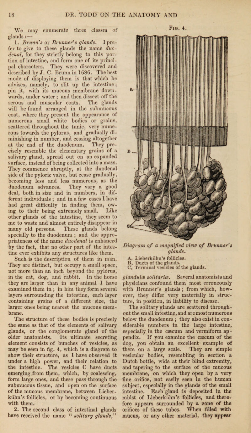 We may enumerate three classes of glands :— 1. Brunn's or Brunner’s glands. I pre¬ fer to give to these glands the name duo¬ denal, for they strictly belong to this por¬ tion of intestine, and form one of its princi¬ pal characters. They were discovered and described by J. C. Brunn in 1686. The best mode of displaying them is that which he advises, namely, to slit up the intestine; pin it, with its mucous membrane down¬ wards, under water ; and then dissect off the serous and muscular coats. The glands will be found arranged in the submucous coat, where they present the appearance of numerous small white bodies or grains, scattered throughout the tunic, very nume¬ rous towards the pylorus, and gradually di¬ minishing in number, and ceasing altogether at the end of the duodenum. They pre¬ cisely resemble the elementary grains of a salivary gland, spread out on an expanded surface, instead of being collected into a mass. They commence abruptly, at the duodenal side of the pyloric valve, but cease gradually, becoming less and less numerous, as the duodenum advances. They vary a good deal, both in size and in numbers, in dif¬ ferent individuals ; and in a few cases 1 have had great difficulty in finding them, ow¬ ing to their being extremely small. Like other glands of the intestine, they seem to me to waste and almost entirely disappear in many old persons. These glands belong specially to the duodenum ; and the appro¬ priateness of the name duodenal is enhanced by the fact, that no other part of the intes¬ tine ever exhibits any structures like them. Such is the description of them in man. They are distinct, but occupy a small space, not more than an inch beyond the pylorus, in the cat, dog, and rabbit. In the horse they are larger than in any animal I have examined them in ; in him they form several layers surrounding the intestine, each layer containing grains of a different size, the larger ones being nearest the mucous mem¬ brane. The structure of these bodies is precisely the same as that of the elements of salivary glands, or the conglomerate gland of the older anatomists. Its ultimate secreting element consists of bunches of vesicles, as may be seen in fig. 4, which is a diagram to show their structure, as I have observed it under a high power, and their relation to the intestine. The vesicles C have ducts emerging from them, which, by coalescing, form large ones, and these pass through the submucous tissue, and open on the surface of the mucous membrane, between Lieber¬ kuhn’s follicles, or by becoming continuous with them. 2. The second class of intestinal glands have received the name “ solitary glands,” Fig. 4. Diagram of a magnified view of Brunner's glands. A, Lieberkuhn’s follicles. B, Ducts of the glands. C, Terminal vesicles of the glands. glandules solitaries. Several anatomists and physicians confound them most erroneously with Brunner’s glands ; from which, how¬ ever, they differ very materially in struc¬ ture, in position, in liability to disease. The solitary glands are scattered through¬ out the small intestine, and are most numerous below the duodenum ; they also exist in con¬ siderable numbers in the large intestine, especially in the caecum and vermiform ap¬ pendix. If you examine the caecum of the dog, you obtain an excellent example of them on a large scale. They are simple vesicular bodies, resembling in section a Dutch bottle, wide at their blind extremity, and tapering to the surface of the mucous membrane, on which they open by a very fine orifice, not easily seen in the human subject, especially in the glands of the small intestine. Each gland is deposited in the midst of Lieberkuhn’s follicles, and there¬ fore appears surrounded by a zone of the orifices of these tubes. When filled with mucus, or any other material, they appear