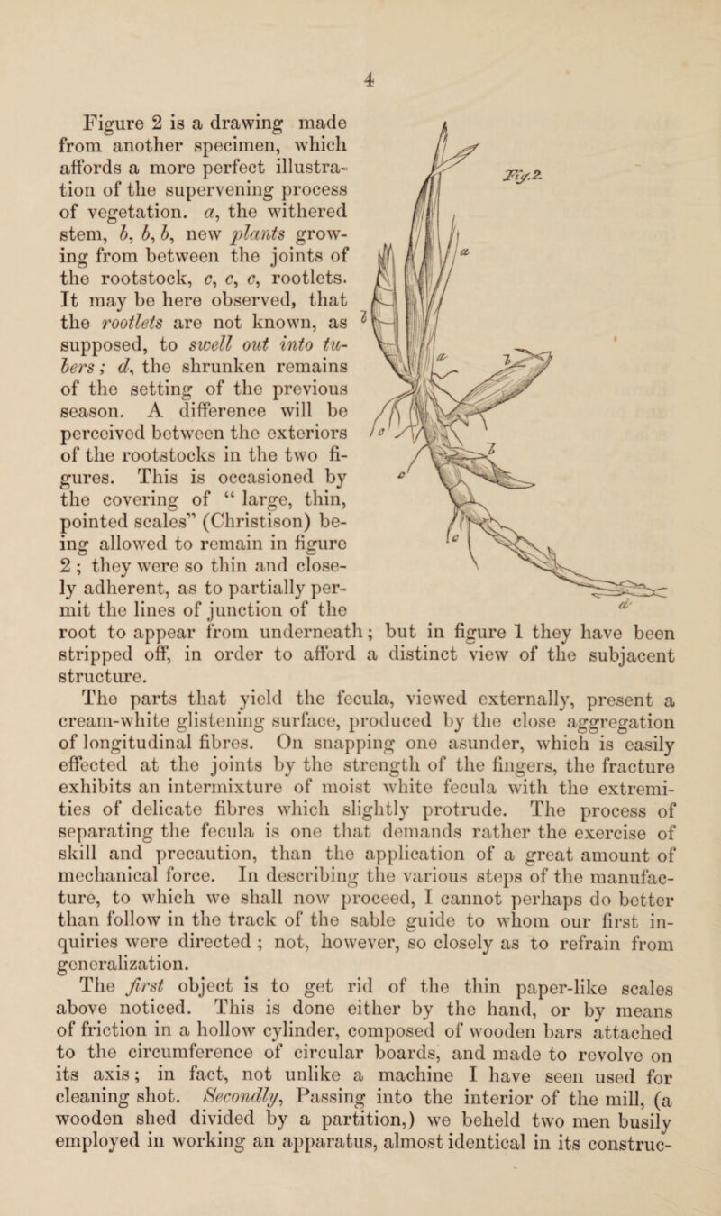 Figure 2 is a drawing made from another specimen, which affords a more perfect illustra¬ tion of the supervening process of vegetation, a, the withered stem, b, b, b, new plants grow¬ ing from between the joints of the rootstock, c, c, c, rootlets. It may be here observed, that the rootlets are not known, as supposed, to swell out into tu¬ bers ; e/, the shrunken remains of the setting of the previous season. A difference will be perceived between the exteriors of the rootstocks in the two fi¬ gures. This is occasioned by the covering of “ large, thin, pointed scales” (Christison) be¬ ing allowed to remain in figure 2 ; they were so thin and close¬ ly adherent, as to partially per¬ mit the lines of junction of the root to appear from underneath; but in figure 1 they have been stripped off, in order to afford a distinct view of the subjacent structure. The parts that yield the fecula, viewed externally, present a cream-white glistening surface, produced by the close aggregation of longitudinal fibres. On snapping one asunder, which is easily effected at the joints by the strength of the fingers, the fracture exhibits an intermixture of moist white fecula with the extremi¬ ties of delicate fibres which slightly protrude. The process of separating the fecula is one that demands rather the exercise of skill and precaution, than the application of a great amount of mechanical force. In describing the various steps of the manufac¬ ture, to which we shall now proceed, I cannot perhaps do better than follow in the track of the sable guide to whom our first in¬ quiries were directed ; not, however, so closely as to refrain from generalization. The first object is to get rid of the thin paper-like scales above noticed. This is done either by the hand, or by means of friction in a hollow cylinder, composed of wooden bars attached to the circumference of circular boards, and made to revolve on its axis; in fact, not unlike a machine I have seen used for cleaning shot. Secondly, Passing into the interior of the mill, (a wooden shed divided by a partition,) we beheld two men busily employed in working an apparatus, almost identical in its construe-