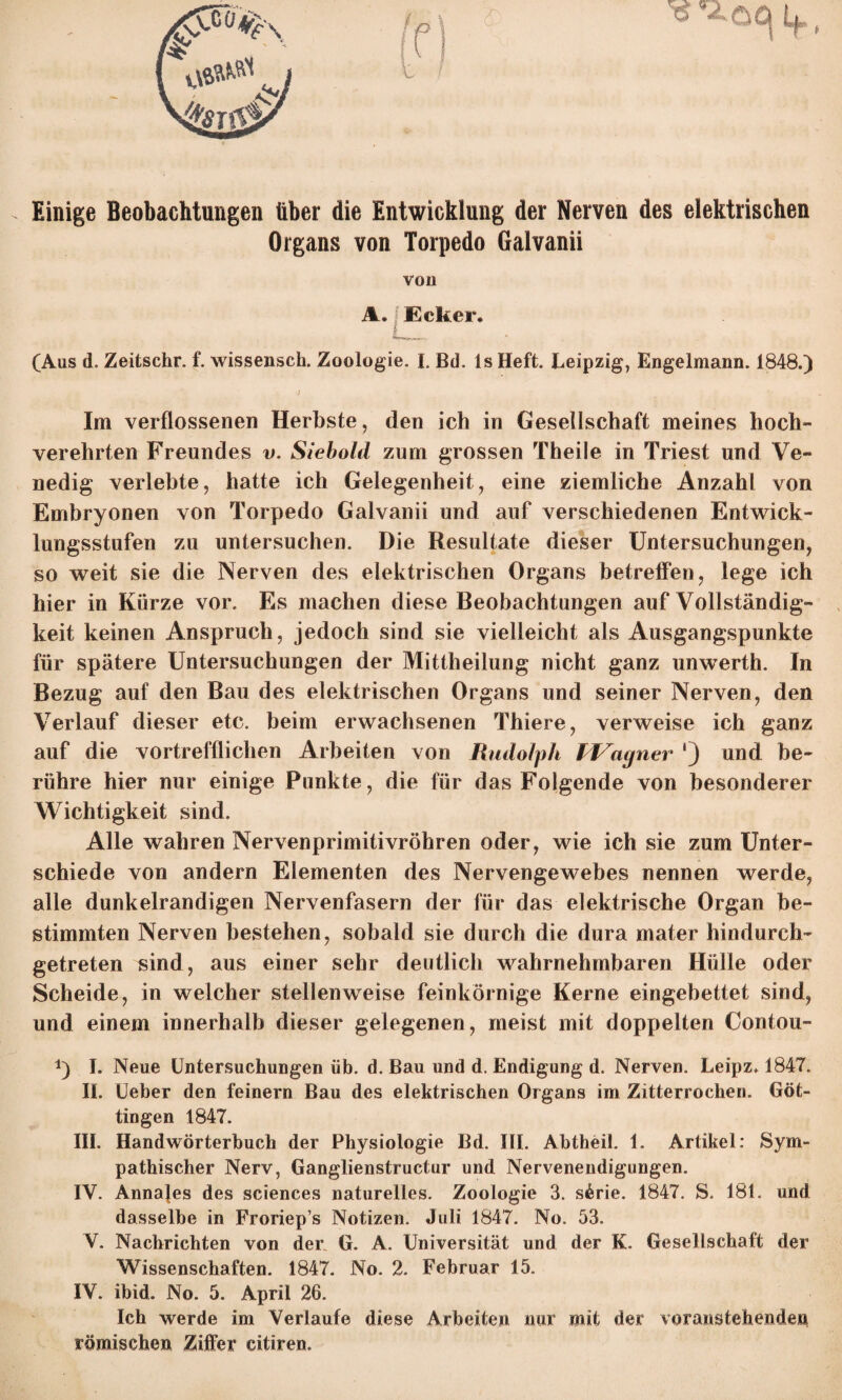 Einige Beobachtungen über die Entwicklung der Nerven des elektrischen Organs von Torpedo Galvanii voll A. Ecker. L, (Aus d. Zeitschr. f. wissensch. Zoologie. I. Bd. ls Heft. Leipzig, Engelmann. 1848.) i ' Im verflossenen Herbste, den ich in Gesellschaft meines hoch¬ verehrten Freundes v. Siebold zum grossen Theile in Triest und Ve¬ nedig verlebte, hatte ich Gelegenheit, eine ziemliche Anzahl von Embryonen von Torpedo Galvanii und auf verschiedenen Entwick¬ lungsstufen zu untersuchen. Die Resultate dieser Untersuchungen, so weit sie die Nerven des elektrischen Organs betreffen, lege ich hier in Kürze vor. Es machen diese Beobachtungen auf Vollständig¬ keit keinen Anspruch, jedoch sind sie vielleicht als Ausgangspunkte für spätere Untersuchungen der Mittheilung nicht ganz unwerth. In Bezug auf den Bau des elektrischen Organs und seiner Nerven, den Verlauf dieser etc. beim erwachsenen Thiere, verweise ich ganz auf die vortrefflichen Arbeiten von Rudolph fVagner ') und be¬ rühre hier nur einige Punkte, die für das Folgende von besonderer Wichtigkeit sind. Alle wahren Nervenprimitivröhren oder, wie ich sie zum Unter¬ schiede von andern Elementen des Nervengewebes nennen werde, alle dunkelrandigen Nervenfasern der für das elektrische Organ be¬ stimmten Nerven bestehen, sobald sie durch die dura mater hindurch¬ getreten sind, aus einer sehr deutlich wahrnehmbaren Hülle oder Scheide, in welcher stellenweise feinkörnige Kerne eingebettet sind, und einem innerhalb dieser gelegenen, meist mit doppelten Contou- I. Neue Untersuchungen üb. d, Bau und d. Endigung d. Nerven. Leipz. 1847. II. Ueber den feinem Bau des elektrischen Organs im Zitterrochen. Göt¬ tingen 1847. III. Handwörterbuch der Physiologie Bd. HI. Abtheil. 1. Artikel: Sym¬ pathischer Nerv, Ganglienstructur und Nervenendigungen. IV. Annafes des Sciences naturelles. Zoologie 3. s6rie. 1847. S. 181. und dasselbe in Froriep’s Notizen. Juli 1847. No. 53. V. Nachrichten von der G. A. Universität und der K. Gesellschaft der Wissenschaften. 1847. No. 2. Februar 15. IV. ibid. No. 5. April 26. Ich werde im Verlaufe diese Arbeiten nur mit der voranstehenden römischen Ziffer citiren.