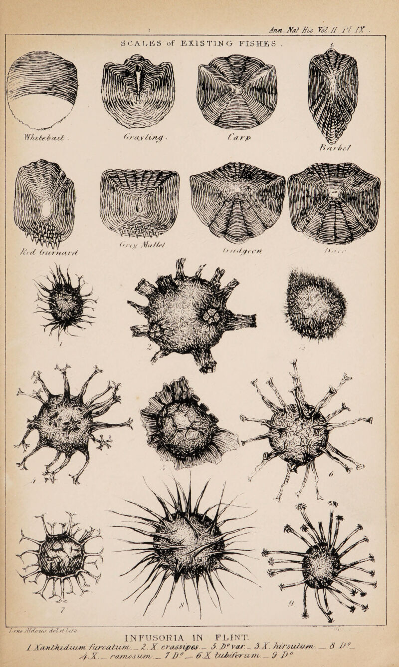 5 C A 1, Er S of EXISTING FISHES . Ie?us /UA'CU'? drl rt l. tf/i INFUSORIA IN FLINT. 1 XamlhjHMj.-m furcatum,. _ A A crasstp&s. _ A J)° var. _ 3.X. hjj'sulum . _ 8 AG X.X.— r<mu>s ivnv. _ / Df_6'.X tuXXbrwTyv. _ J)?
