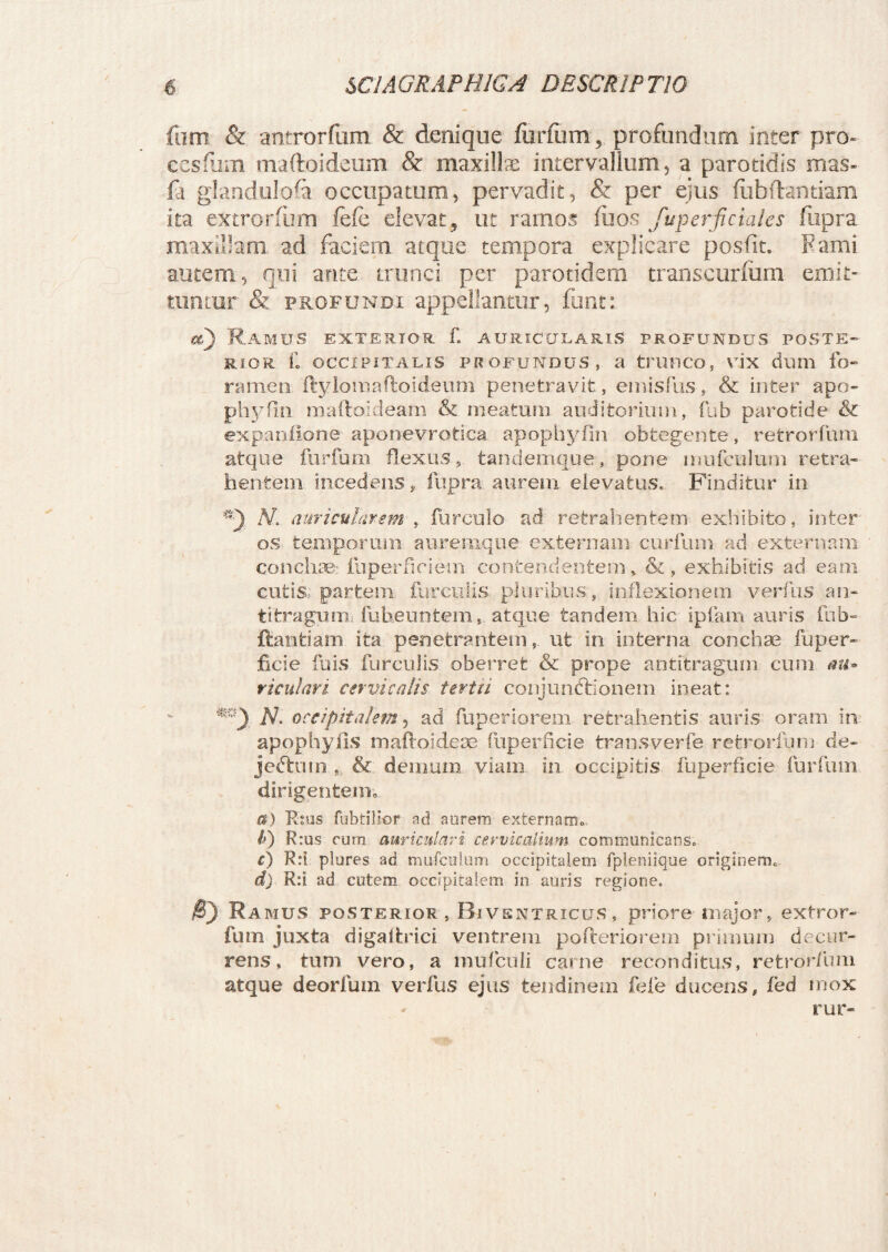 fum & antrorfum & denique furfum,. profundum inter pro» cesfiim maftoideum & maxilla intervallum, a parotidis mas- ia glandulofa occupatum, pervadit, & per ejus fiibftantiam ita exuror fum fefe elevat 5 ut ramos fu os fuperficiales fiipra maxillam, ad faciem atque tempora explicare posfit. Fami autem, qui ante trunci per parotidem transcurfiim emit¬ tuntur & profundi appellantur, funt: a) Ramus exterior f. auricularis profundus poste¬ rior f. occipitalis profundus, a trunco, vix dum fo¬ ramen ftylomaftoideum penetravit, emisfus, & inter apo- phyfin maftoidea-m & meatum auditorium, fub parotide & expanfione aponevrotica apophyfin obtegente, retrorfuni atque furfum flexustandemque, pone mufculum retra¬ hentem incedens, fupra aurem elevatus. Finditur in N. auricularem , furculo ad retrahentem exhibito, inter os temporum auremque externam cur fum ad externam conchae fuperficiem contendentem> &, exhibitis ad eam cutis, partem, furculis pluribus, inflexionem verfus an¬ titragum fub,euntem, atque tandem hic ipfam auris fub- flanti a m ita penetrantem, ut in interna conchae fu per¬ fide fuis furculis oberret & prope antitragum cum au* riculari cervicalis tertii conjunctionem ineat: N'. occipitalem, ad fuperiorem retrahentis auris oram in apophyiis mafloideae fuperficie transverfe retrorfuni de- jefttun ,, & demmn viam in occipitis fuperficie furfum dirigentem» a) Rtus fubtilior ad aerem externam» /•) R:us cum auriculari cervicalium communicans» f) R:i plores ad mufcalum occipitalem fpleniique originem» d) R:i ad cutem occipitalem in auris regione. B) Ramus posterior , Biventricus , priore major, extror- fum juxta digaltrici ventrem pofteriorem primum decur¬ rens, tum vero, a niufcuii carne reconditus, retrorfuni atque deorfum verfus ejus tendinem fefe ducens, fed mox - rur-