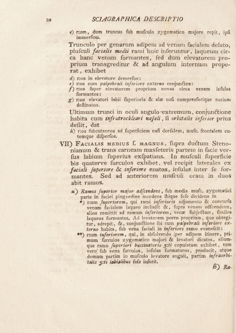 e) num, dum truncus fub mufculo zygomatico majore repit ? ipfs itnmerfum. Trunculo per genarum adipem ad venam facialem delato, plufculi facialis medii rami huic inferuntur, laqueum cir¬ ca hanc venam formantes, fed dum elevatorem pro¬ prium transgreditur & ad angulum internum prope¬ rat , exhibet d) nos in elevatore demerfos: e) r:os cum palpebrali inferiore externo conjundtos? /) nos fuper elevatorem propriam novas circa venam infulas formantes: g) nos elevatori labii fuperi oris & alae nafi. compresforique narium defiinatos. Ultimum trunci in oculi angulo‘extremum, conjunftione habita cum infratrochleari na f ali, 11 orbitalis inferior prius defiit, dafe h) r:os fubcutaneos ad fuperficiem nafi dorfalem, tnufc. frontalem cu¬ temque difperfos. VII) Facialis medius £ magnus, fupra dudtum Steno- nianum & trans carneam masfeteris partem in facie ver- fus labium fuperius exfpatians. In mufculi fuperficie bis quafcerve furculos exhibet, vel recipit laterales ex faciali fuperiore & inferiore enatos, infulas inter fe for¬ mantes, Sed ad anteriorem mufculi oram in duos abit ramos. m) Ramus fuperior major adfcmdens, fub media mufc, zygomatici parte in faciei pingvedine incedens ibique fefe dividens in *) r:om fuperior em, qui rami inferioris adjumento & concurfu venam facialem laqueo includit &, fupra venam adfcendens, alios remittit ad ramum inferiorem, venae fubjedhun, fimiles laqueos formantes. Ad levatorem porro proprium, quo obtegi¬ tur, adrepit, &, conjunftione ibi cum palpebrali inferiore ex¬ terno habita, fub vena faciali in inferiore ramo evanefcit: **) rtom inferiorem, qui, in abfolvendo iper adipem itinere, pri¬ mum furculos zygomatico majori & levatori dicatos, alium¬ que ramo fuperiori buccinatorio 5:ti copulatum exhibet, tum veroj fub vena furculos, infulas formaturos, producit, atque demum partim io mufculo levatore anguli, partim infraorbi¬ talis z:ti labialibus fefe Inferii, 5 /6) Sa-