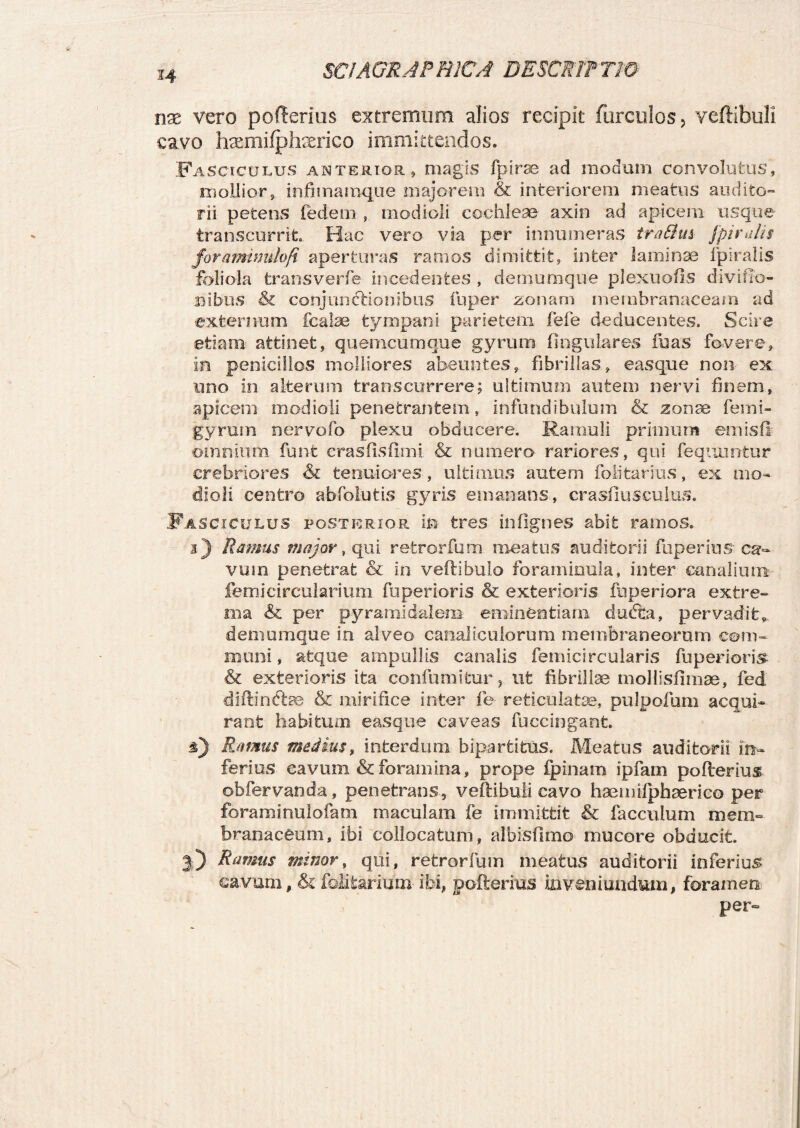 H nx vero pofterius extremum alios recipit furculos, vertibuli cavo hsemiipterico immittendos. Fasciculus anterior» magis fpirae ad modum convolutus, mollior» infimamque majorem & interiorem meatus audito¬ rii petens fedem , modioli cochleae axio ad apicem usque transcurrit Hac vero via per innumeras traShn jpirulis foramimdoft aperturas ramos dimittit, inter laminae fpiralis foliola trans verfe incedentes , demumque plexuofis divillo- nibus & conjunctionibus fuper zonam membranaceam ad externum fcalae tympani parietem fefe deducentes. Scire etiam attinet, quemcumque gyrum lingulares ibas fovere, in peniciilos molliores abeuntes, fibrillas» easque non ex uno in alterum transcurrere; ultimum autem nervi finem, apicem modioli penetrantem, infundibulum & zonae ferni- gyrum nervofo plexu obducere. Ramuli primum emisfi omnium funt erasfisfkni & numero rariores, qui fequuntur crebriores tenuiores, ultimus autem folitarius, ex mo¬ dioli centro abfolutis gyris emanans, crasfiusculus. Fasciculus posterior in tres infignes abit ramos. a) liamus major, qui retrorfum meatus auditorii fuperius ca¬ vum penetrat & in vertibulo foraminula, inter canalium femicircularium fu perior is & exterioris fuperiora extre¬ ma & per pyramidalem, eminentiam dudta, pervadit» demumque in alveo canaliculorum membraneorum com¬ muni , atque ampullis canalis femicircularis fuperioris & exterioris ita confumitur, ut fibrillae moUisfimae, fed diftinbte & mirifice inter fe reticulate, pulpofum acqui¬ rant habitum easque caveas fuccingant. %) Ramus medius, interdum bipartitus. Meatus auditorii in¬ ferius cavum & foramina, prope fpinam ipfam pofterius obfervanda, penetrans, vertibuli cavo hseniifphaerico per foraminulofam maculam fe immittit & facculum mem¬ branaceum, ibi collocatum, albisfimo mucore obducit. 3) Ramus minor, qui, retrorfum meatus auditorii inferius cavum, & fofitarium ibi, pofterius inveniundum, foramen per-
