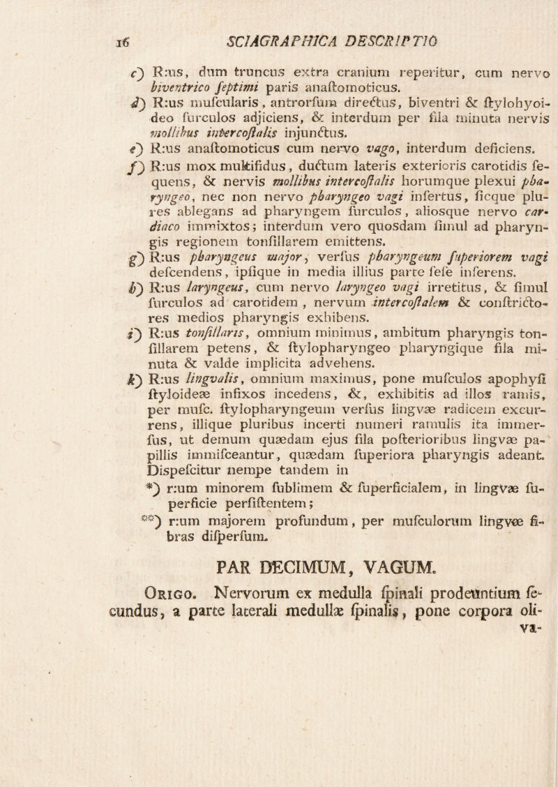 cj R:us, dum truncus extra cranium reperitur, cum nervo biventrico feptimi paris anadorn oticus, i) R :us mufcularis, antrorfum direftus, biventri & ftylohyoi- deo furculos adjiciens, & interdum per illa minuta nervis mollibus intercojlalis injunftus. i) R:us anaftomoticus cum nervo vago, interdum deficiens. f) R:us mox multifidus, duftum lateris exterioris carotidis fe- quens, & nervis mollibus intercoflalis horumque plexui pba~ ryngeo, nec non nervo pharyngeo vagi infertus, ficque plu- res ablegans ad pharyngem furculos , aliosque nervo car- di aco immixtos; interdum vero quosdam fitnul ad pharyn¬ gis regionem tonfillarem emittens. gj R:us pharyngeus major, verfus pharyngeum f aperior em vagi defcendens, iplique in media illius parte fele inferens. h) R:us laryngeus, cum nervo laryngeo vagi irretitus, & llmul furculos ad carotidem , nervum intercoflalem & conftridto- res medios pharyngis exhibens. R:us tonfillams, omnium minimus, ambitum pharyngis toti- Hilarem petens, & ftylopharyngeo pharyngique fila mi¬ nuta & valde implicita advehens. kj R:us lingvalis, omnium maximus, pone mufculos apophyfl ftyloideae infixos incedens, &, exhibitis ad illos ramis, per mufc. ftylopharyngeum verfus lingvae radicem excur¬ rens, iliique pluribus incerti numeri ramulis ita imtner- fus, ut demum quaedam ejus fila pofterioribus lingvae pa¬ pillis immifceantur, quaedam fuperiora pharyngis adeant Dispefcitur nempe tandem in num minorem fublimem & fuperficialem, in lingvae fu- perficie perfidentem; mj r:um majorem profundum, per mufculorum lingwe fi¬ bras dilperfum. PAR DECIMUM, VAGUM. Origo. Nervorum ex medulla (pinali prodeuntium fe¬ cundus, a parte laterali medullas (pinalis, pone corpora oli¬ va-
