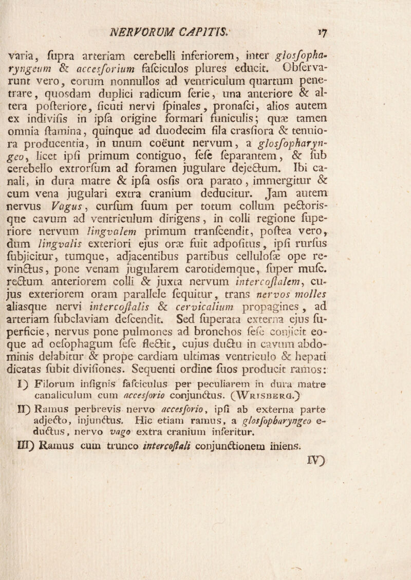 varia, fupra arteriam cerebelli inferiorem, inter glosfopha- ryngeum & accesforium fafciculos plores educit, Qbferva- runt vero, eorum nonnullos ad ventriculum quartum pene¬ trare, quosdam duplici radicum ferie, una anteriore & al¬ tera pofteriore, ficuti nervi Ipinales, pronafci, alios autem ex indivifis in ipfa origine formari funiculis; quae tamen omnia flamina, quinque ad duodecim fila crasfiora & tenuio¬ ra producentia, in unum coeunt nervum, a glosfopharyn- geo, licet ipfi primum contiguo, fefc feparaneem, & rnb cerebello extrorfum ad foramen jugulare dejeftum. Ibi ca¬ nali, in dura matre & ipfa osfis ora parato , immergitur & cum vena jugulari extra cranium deducitur. Jam autem nervus Vagus, curfiim fiium per totum collum pefforis» que cavum ad ventriculum dirigens, in colli regione fiipe- riore nervum Jingvalem primum tranfcendit, poftea vero^, dum lingvalis exteriori ejus orae fuit adpoficus, ipfi rurfus fubjicitur, tumque, adjacentibus partibus cellulofe ope re- vinffus, pone venam jugularem carotidemqne, fiiper mufc. reftum anteriorem colli & juxta nervum inter cofiahm, cu¬ jus exteriorem oram parallele fequitur, trans nervos molles aliasqiiG nervi intercojlalis & cervicalium propagines , ad arteriam fiibclaviam defcendit. Sed fiiperata externa ejus fu- perfide, nervus pone pulmones ad bronchos fefc conjicit eo- que ad oefophagum fefe fleffcit, cujus duftu in cavum abdo¬ minis delabitur & prope cardiam ultimas ventriculo & hepati dicatas fubit divifiones. Sequenti ordine fuos producit ramos: I) Filorum in lignis falciculas per peculiarem in dura matre canaliculum cum accesjovio conjunftus. (Wrisberg.) II) Ramus perbrevis nervo necesforio, ipfi ab externa parte adjedo, injundus. Hic etiam ramus, a glosfopbnryngeo e- duftus, nervo vago extra cranium inferitur. III) Ramus cum trunco intercofiali conjundionera iniens.