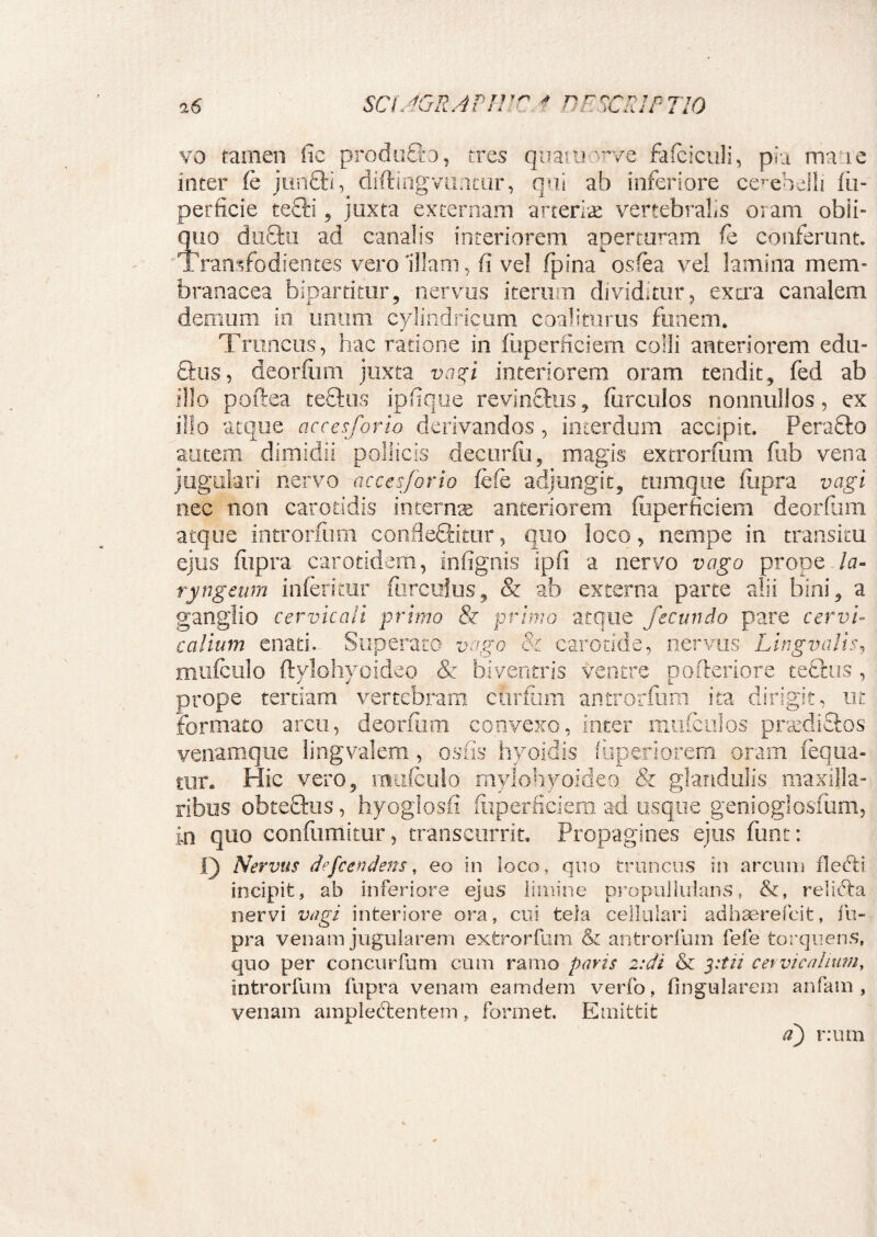 i6 SCiJGRAPIl^ DESCRIPTIO vo tamen fic prodofto, tres quatuo^e fafclculi, pia maae inter (e junfh, diftingvimcur, qui ab inferiore cerebelli lii- perficie tefti , juxta externam arteria vertebralis oram obii» quo dufifcu ad canalis interiorem apemmam fe conferunt. Transfodientes vero 'illam, fi vel fpina oslea vel lamina mem¬ branacea bipartitur, nervus iterum divid.tur, extra canalem demum in unum cylindricum coaliturus funem. Truncus, hac ratione in fiiperficiem colli anteriorem edu- Qrus, deorfiim juxta vagi interiorem oram tendit, fed ab illo poftea teftus ipfique revinfhis, fiircuios nonnullos, ex illo atque accesforio derivandos, interdum accipit. Pera&o autem dimidii pollicis decurfu, magis extrorfum fub vena jugulari nervo ciccesforio fefe adjungit, tumque fupra vagi nec non carotidis internae anteriorem fiiperficiem deorfiim atque introrfum conflebitur, quo loco, nempe in transitu ejus fupra carotidem, infignis ipfi a nervo vago prope la¬ ryngeum inferitur furculus, & ab externa parte alii bini, a ganglio cervicali primo & primo atque fecundo pare cervi¬ calium enati. Superato vago & carotide, nervus Lingualis, mufculo ftylohyoideo & biventris ventre pofteriore tebus , prope tertiam vertebram curtiim antrorfum ita dirigit, ut formato arcu, deorfum convexo, inter mufculos prodictos venamque lingvalem, osfis hyoidis fuperiorem oram deama¬ tur. Hic vero, mufculo mylohyoideo & glandulis maxilla¬ ribus obtebus, hyoglosfi fiiperficiem ad usque genioglosfum, in quo conflimitur, transcurrit. Propagines ejus funt: I) Nervus defcendens, eo in loco, quo truncus in arcum flebi incipit, ab inferiore ejus limine propulluians, &, reliba nervi vagi interiore ora, cui tela cellulari ad haere fc it, fu¬ pra venam jugularem extrorfum & antrorfum fefe torquens, quo per concurfum cum ramo paris 2:di & ytn cervicalium, introrfum fupra venam eamdem verfo, fingularem anfam , venam ampleclentem , formet. Emittit a) r:um