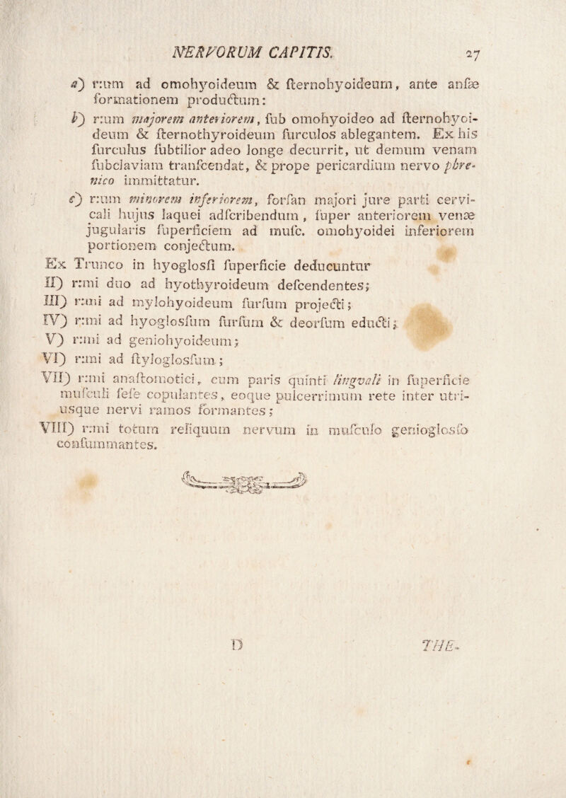 a) r:um ad omohyoideum & fternohyoideam, ante anfee formationem produftum: V) num majorem anteriorem, fub omohyoideo ad fternobyoi- denm & fternofchyroideum furculos ablegantem. Ex his furculus fubtilior adeo longe decurrit, ut demum venam fubclaviam tranfcendat, & prope pericardium nervo phre¬ nico immittatur. e) r:um minorem inferiorem, forfati majori jure parti cervi¬ cali hujus laquei adfcribendurn , fuper anteriorem venae jugularis fnperficiem ad mule, omohyoidei inferiorem por t io nem conje&u m. Ex Trunco in hyoglosil ih perfici e deducuntur II) r:mi duo ad hyothyroideum defeendentes; 111J r:mi ad mylohyoideum fur fu m projecti; IV) r:mi ad hyoglosfum furfum & deorfum eductis V) r:mi ad geniohyoideum? VI) raxii ad ftyloglosfum ; VII) r:mi arraftomotici, cum paris quinti tingvoU in fuperficie mufculi fefe copulantes, eoque pulcerrimum rete inter utri- usque nervi ramos formantes; VIII) r:mi totum reliquum nervum in muleuIo genioglosfo confum mantes.