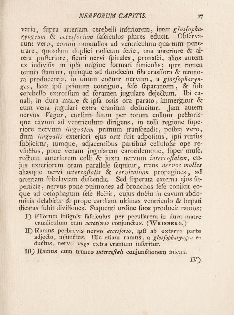 / varia5 fiipra arteriam cerebelli inferiorem, inter glosfopha* ryngeum & accesforium fafciculos plures educit. Gbferva- runt vero, eorum nonnullos ad ventriculum quartum pene¬ trare , quosdam duplici radicum ferie, una anteriore & al¬ tera pofteriore, ficuti nervi fpinales, pronafei, alios autem ex indivifis in ipfa origine formari funiculis; quae tamen omnia ftamina, quinque ad duodecim fila crasfiora & tenuio¬ ra producentia, in unum coeunt nervum, a glosfopharyn« geo, licet ipfi primum contiguo, fefe feparantem, & iiifa cerebello extrorfum ad foramen jugulare dejeSaim. Ibi ca¬ nali, in dura matre & ipfa osfis ora parato, immergitur & * cum vena jugulari extra cranium deducitur. Jam autem nervus Fagus, curfiim fuum per totum collum peftoris- que cavum ad ventriculum dirigens, in colli regione flipe- riore nervum lingvalem primum tranfcendit, poftea vero, dum lingvaiis exteriori ejus ora fuit adpofitus, ipfi rurius flibjiciair, tumque, adjacentibus partibus cellulofe ope re- vinftus, pone venam jugularem carotidemque, fliper mufc. retium anteriorem colli & juxta nervum inter cojlalem, cu¬ jus exteriorem oram parallele (equitur, trans nervos molles aliasque nervi intercojlalis & cervicalium propagines, ad arteriam fubclaviam defeendit, Sed fiiperata externa ejus fli- perficie, nervus pone pulmones ad bronchos fefe conjicit eo- que ad oefhphagum fefe fleftit, cujus du£tu in cavum abdo¬ minis delabitur & prope cardiam ultimas ventriculo & hepati dicatas fubit divifiones. Sequenti ordine fuos producit ramos: I) Filorum infignis fafciculus per peculiarem in dura matre canaliculum cum accesjorio conjunCius. (WriSberg.) II) Ramus perbrevis nervo accesforib, ipfi ab externa parte adjefto, injunftus. Hic etiam ramus, a gldsfopbaryagjo e- duCtus, nervo vago extra cranium inferitur. III) Ramus cum trunco intercoftali conjunctionem iniens. IV)