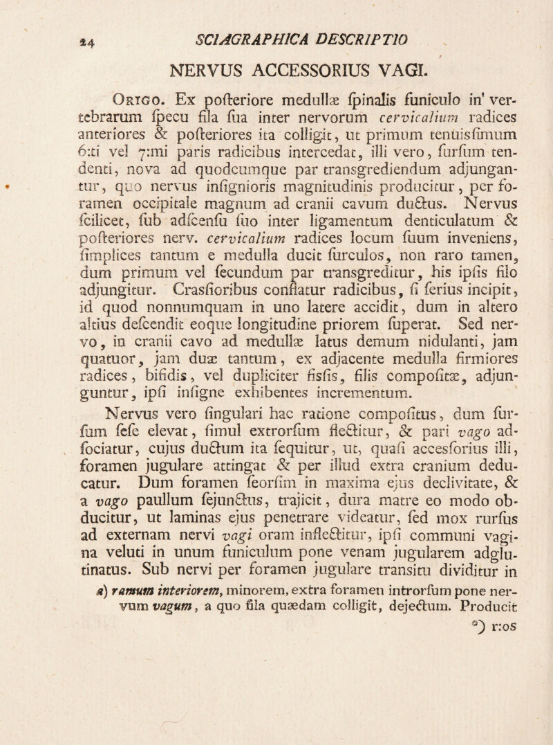 / 24 SCIAGRAPH1CA DESCRIPTIO NERVUS ACCESSORIUS VAGI. Origo. Ex pofteriore medullas fpinalis funiculo in' ver¬ tebrarum fpecu fila fua inter nervorum cervicalium radices anteriores & pofteriores ita colligit, ut primum tenuis fimum 6:ti vel 7:mi paris radicibus intercedat, illi vero, furfum ten¬ denti, nova ad quodcumque par transgrediendum adjungan¬ tur, quo nervus infignioris magnitudinis producitur, per fo¬ ramen occipitale magnum ad cranii cavum duQais. Nervus fcilicet, fub adfcenfu fiio inter ligamentum denticulatum & pofteriores nerv. cervicalium radices locum fuum inveniens, ftmplices tantum e medulla ducit furcuios, non raro tamen, dum primum vel fecundum par transgreditur, his ipfis filo adjungitur. Crasfioribus conflatur radicibus, fi ferius incipit, id quod nonnumquam in uno latere accidit, dum in altero altius defcendit eo que longitudine priorem fuperat. Sed ner¬ vo , in cranii cavo ad medullae latus demum nidulanti, jam quatuor, jam duae tantum, ex adjacente medulla firmiores radices, bifidis, vel dupliciter fisfis, filis compofitx, adjun¬ guntur , ipfi infigne exhibentes incrementum. Nervus vero lingulari hac ratione compofitus, dum fur¬ iam fefe elevat, fimul extrorfum fleSitur, & pari vago ad- fociatur, cujus duftum ita fequitur, ut, quafi accesforius illi, foramen jugulare attingat & per illud extra cranium dedu¬ catur. Dum foramen feorfim in maxirna ejus declivitate, & a vago paullum fejunfhis, trajicit, dura matre eo modo ob¬ ducitur , ut laminas ejus penetrare videatur, fed mox rurfiis ad externam nervi vagi oram infle&itur, ipfi communi vagi¬ na veluti in unum funiculum pone venam jugularem adgfu- tinatus. Sub nervi per foramen jugulare transitu dividitur in ,«) ramum interiorem, minorem, extra foramen introrfum pone ner¬ vum vagum, a quo fila quaedam colligit, dejeftuin. Producit r:os