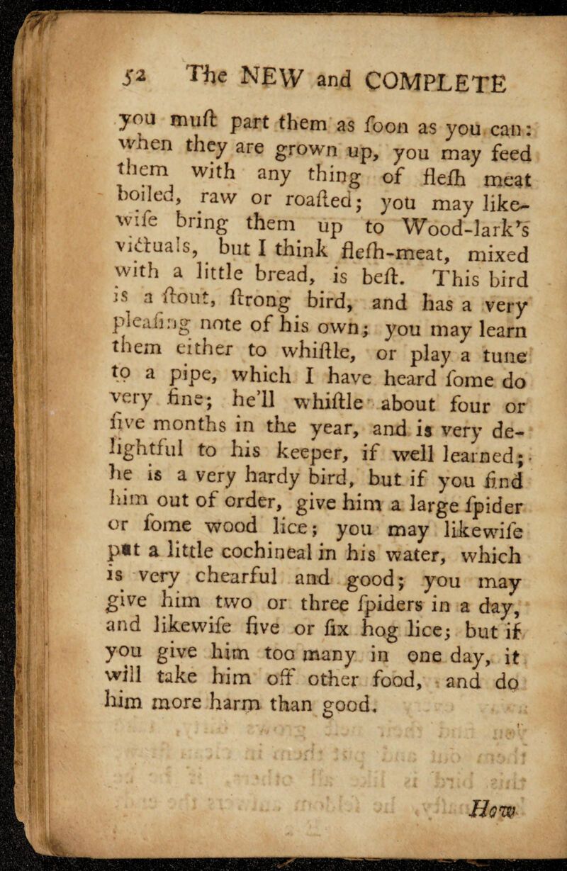 you mufl: part them as Toon as you can: , en thcy are grown up, you may feed them with any thing of flefh meat boue^, raw or roaded; you may like— w:fe bring them up to Wood-lark's victuals, but I think flefh-meat, mixed with a little bread, is bed. This bird s. a ymit, drong bird, and has a very pleafing note of his own; you may learn them either to whidle, or play a tune to a pipe, which I have heard fome do very fine; he’ll whidle about four or live months in the year, and is very de¬ lightful to his keeper, if well learned ;• he is a very hardy bird, but if you find him out of order, give him a large fpider or fome wood lice; you may likewife p*t a little cochineal in his water, which is very chearful and good; you may give him two or three fpiders in a day, and likewife five or fix hog lice; but if you give him too many in one day, it will take him off other food, and do him more harm than good. How