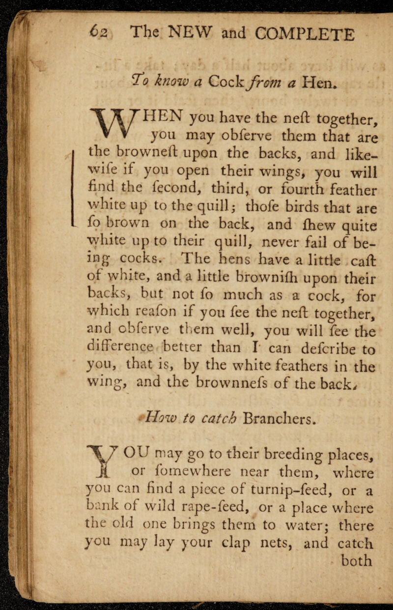 To k?iow a Cock from a Hen* WHEN you have the neft together, you may obferve them that are the browned upon the backs, and like- wile if you open their wings, you will find the fecond, third, or fourth feather white up to the quill; thofe birds that are ■ n on the back, and fhew quite white up to their quill, never fail of be¬ ing cocks. The hens have a little caft of white, and a little brownifh upon their backs, but not fo much as a cock, for which reafon if you fee the neft together, and obferve them well, you will fee the difference better than I can defcribe to you, that is, by the white feathers in the wing, and the brownnefs of the back/ How to catch Branchers. YOU may go to their breeding places, or fomewhere near them, where you can find a piece of turnip-feed, or a bank of wild rape-feed, or a place where the old one brings them to water; there you may lay your clap nets, and catch both