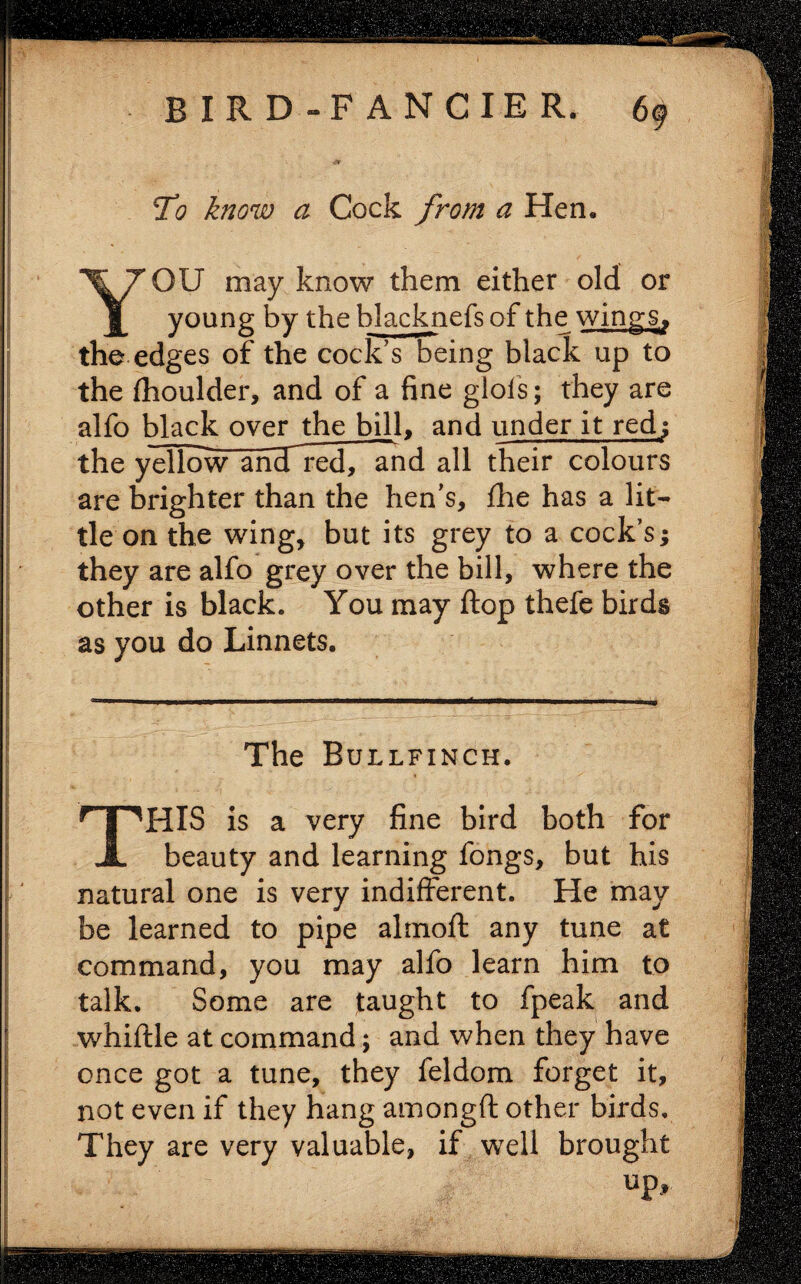 v-=r To know a Cock from a Hen. YOU may know them either old or young by the blacknefs of the winggj the edges of the cock’s being black up to the fhoulder, and of a fine glofs; they are alfo black over the bill, and under it red; the yellow aiicfred, and all their colours are brighter than the hen’s, fhe has a lit¬ tle on the wing, but its grey to a cock’s; they are alfo grey over the bill, where the other is black. You may ftop thefe birds as you do Linnets. The Bullfinch. THIS is a very fine bird both for beauty and learning fongs, but his natural one is very indifferent. He may be learned to pipe almoft any tune at command, you may alfo learn him to talk. Some are taught to fpeak and whittle at command; and when they have once got a tune, they feldom forget it, not even if they hang amongft other birds. They are very valuable, if well brought up.