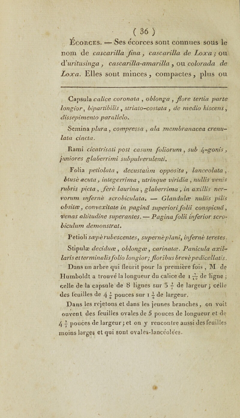 Écorces. — Ses écorces sont connues sous le nom de cascarilla Jîna , casccirillci de Loxa ; ou duritusinga , cascarilla-amarilla y ou colorada de Loxa. Elles sont minces, compactes, plus ou Capsula calice coronata , oblonga , flore terlia parte longior, bipartibilis , slriato-costata , de medio hiscens, dissepimento parallelo. Semina plura , compressa , ala membranacea crenu- lata ci n cl a. Kami cicatrisait posl casum foliorum , sub l^-gonis, juniores glaberrimi subpulverulenti. Folia peliolata , decnslaùm opposita , lanceolata , blush acuta , inlegerrima , ulrinque viridia , nullis venis rubris picta , ferh laurina , glaberrima , in axillis ner- vorum infernè scrobiculata. — Glandulæ nullis pilis obsitæ, convexilate in pagina superiori folii conspicud, venas altiludine superantes. — Pagina folii itferior s cî'O- biculum demonslrat. Petioli sœpèrubescentes, supernèplani, infernè teretes. Stipulæ de ci du œ , oblongcv , carinatæ. Panicula axil- laris et terminalisfolio longior; forzbus brevèpedicellatis. Dans un arbre qui fleurit pour la première fois , M de Humboldt a trouvé la longueur du calice de 1 ■— de ligne ; celle de la capsule de 8 lignes sur 5 7 de largeur ; celle des feuilles de 4 7 pouces sur 1 7 de largeur. Dans les rejetons et dans les jeunes branches, on voit cuvent des feuilles ovales de 5 pouces de longueur et de 4 7 pouces de largeur j et on y rencontre aussi des feuilles moins larges et qui sont OYales-lancéolées.