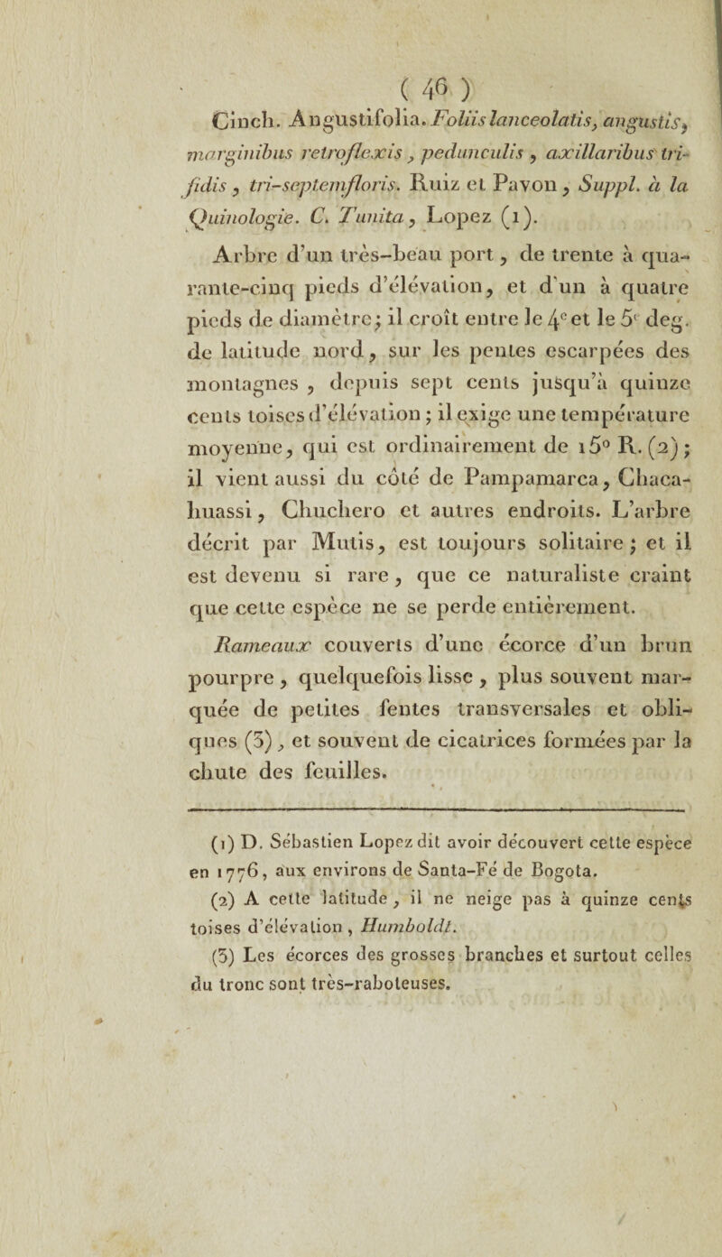 Cinch. Angustifolia. Foliislanceolalis y cmgustis$ marginibus rétroflexis ? pedunculis , axillaribus tri- fi dis , tri-septemfloris. Ruiz et Pavon , Suppl. à la Quiuologie. C. T imita y Lopez (1). Arbre d’un très-beau port, de trente à qua¬ rante-cinq pieds d’élévation, et d'un à quatre pieds de diamètre; il croît entre Je 4eet le 5( deg. de latitude nord, sur les pentes escarpées des montagnes , depuis sept cents jusqu’à quinze cents toises d’élévation ; il exige une température moyenne, qui est ordinairement de i5° R. (2) ; il vient aussi du côté de Pampamarca, Chaca- liuassi, Chucliero et autres endroits. L’arbre décrit par Mutis, est toujours solitaire; et il est devenu si rare , que ce naturaliste craint que cette espèce ne se perde entièrement. Rameaux couverts d’une écorce d’un brun pourpre , quelquefois lisse , plus souvent mar¬ quée de petites fentes transversales et obli¬ ques (5) , et souvent de cicatrices formées par la chute des feuilles. (1) D. Sébastien Lopez dit avoir découvert cette espèce en 177b, aux environs de Santa-Fé de Bogota. (2) A celte latitude , il ne neige pas à quinze cents toises d’élévation, Humboldl. (5) Les écorces des grosses branches et surtout celles du tronc sont très-raboteuses.