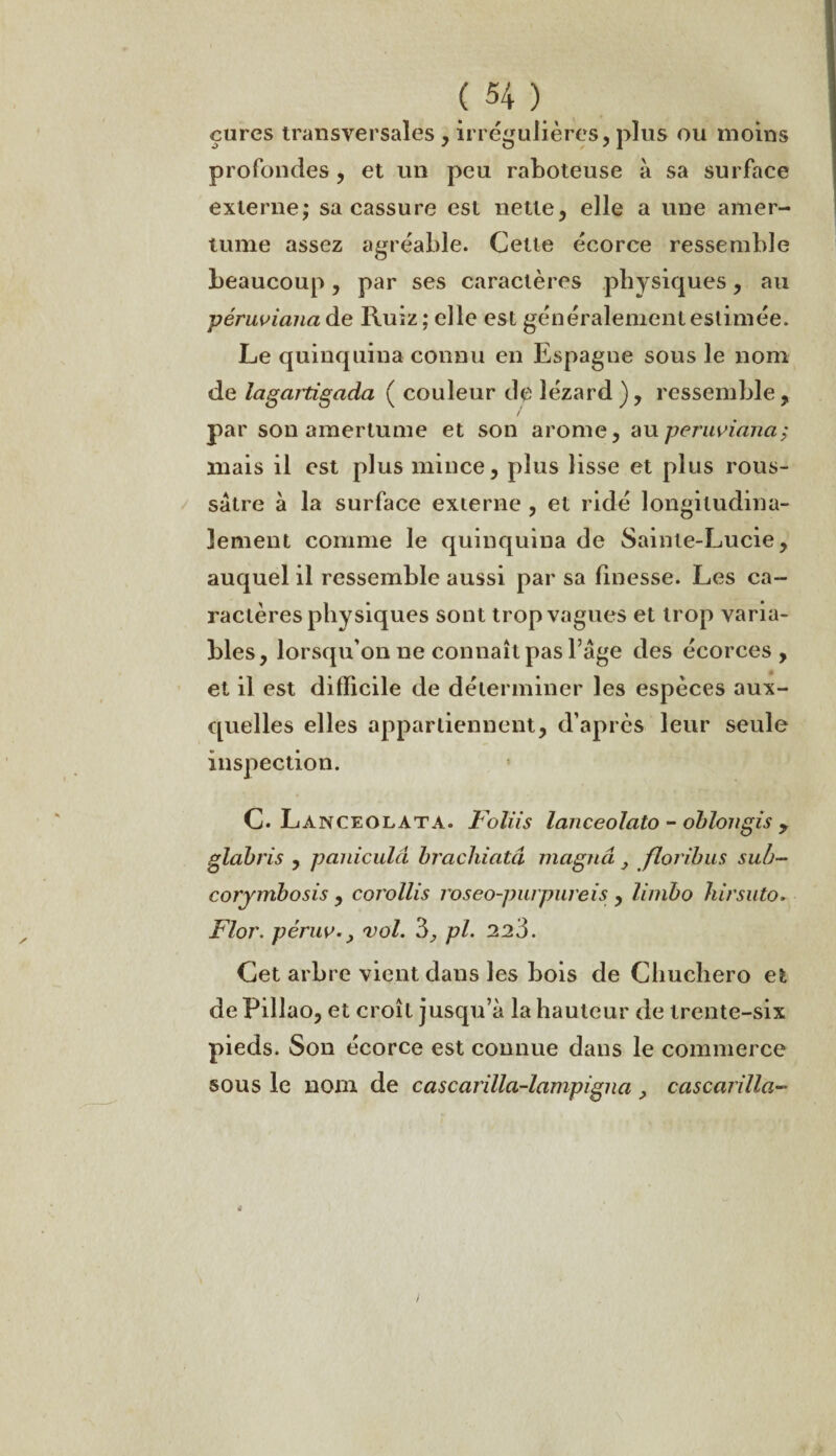 cures transversales , irrégulières, plus ou moins profondes , et un peu raboteuse à sa surface externe; sa cassure est nette, elle a une amer¬ tume assez agréable. Cette écorce ressemble beaucoup, par ses caractères physiques, au péruviana de Ruiz ; elle est généralement estimée. Le quinquina connu en Espagne sous le nom de lagartigada ( couleur de lézard ), ressemble , / par son amertume et son arôme, auperuviana; mais il est plus mince, plus lisse et plus rous- sâtre à la surface externe , et ridé longitudina¬ lement comme le quinquina de Sainte-Lucie, auquel il ressemble aussi par sa finesse. Les ca¬ ractères physiques sont trop vagues et trop varia¬ bles, lorsqu’on ne connaît pas l’âge des écorces, et il est difficile de déterminer les espèces aux¬ quelles elles appartiennent, d’après leur seule inspection. C. Lanceolata. Foliis lanceoîalo - oblongis , glabris , paniculâ bracliiatâ magna } floribus su/j- corjmbosis , corollis roseo-purpureis , limbo hirsuto► Flor. péruv., vol. 3., pl. 223. Cet arbre vient dans les bois de Cbucliero et de Pillao, et croît jusqu’à la hauteur de trente-six pieds. Son écorce est connue dans le commerce sous le nom de cascarilla-lampigna > cascarilla- /