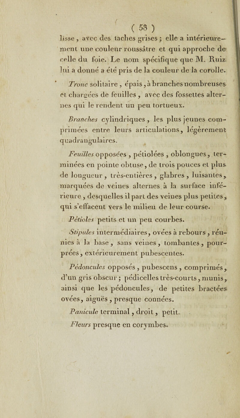 ( 53 ) lisse , avec des taches grises ; elle a intérieure¬ ment une couleur roussâtre et qui approche de celle du foie. Le nom spécifique que M. Ruiz lui à donné a été pris de la couleur delà corolle. Tf'ojic solitaire , épais , à branches nombreuses et chargées de feuilles , avec des fossettes alter¬ nes qui le rendent un peu tortueux. Branches cylindriques , les plus jeunes com¬ primées entre leurs articulations, légèrement quadrangu laires. Feuilles opposées , pétiolées , oblongues, ter¬ minées en pointe obtuse, de trois pouces et plus de longueur, très-entières, glabres, luisantes> marquées de veines alternes à la surface infé¬ rieure, desquelles il part des veines plus petites* qui s’effacent vers le milieu de leur course. Pétioles petits et un peu courbes. Stipules intermédiaires, ovées à rebours , réu¬ nies à la base, sans veines, tombantes, pour¬ prées, extérieurement pubescentes. Pédoncules opposés , pubescens , comprimés, d’un gris obscur ; pédicelles très-courts, munis, ainsi que les pédoncules, de petites bractées ovées, aiguës , presque connées. Panicule terminal, droit, petit. Fleurs presque en corymbes.