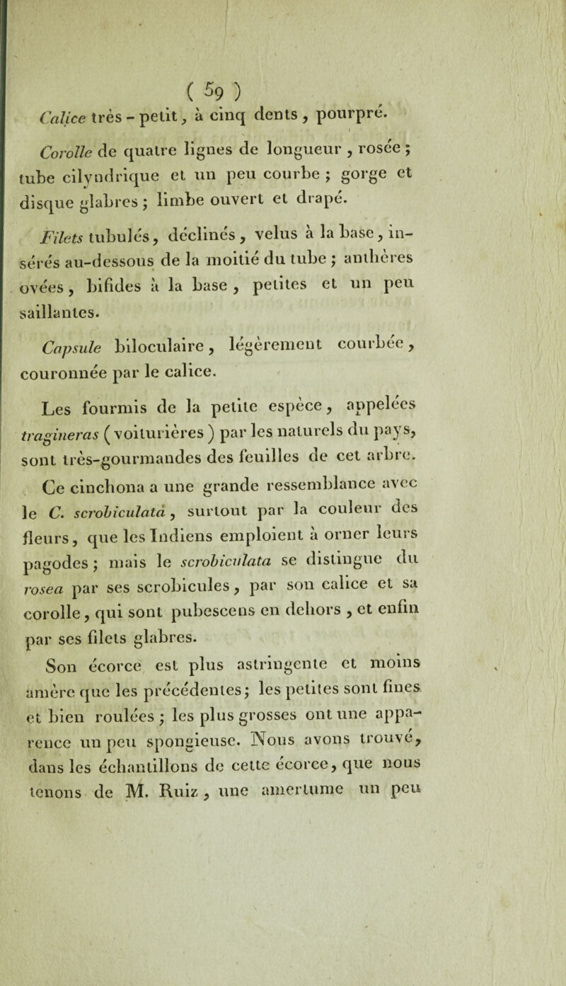 Calice très - petit, à cinq dents , pourpré. I Corolle de quatre lignes de longueur , rosée ; tube cilyndrique et un peu courbe ; gorge et disque glabres ; limbe ouvert et drape. Filets tubuïés, déclinés , velus a la base , in¬ sérés au-dessous de la moitié du tube ; anthères ovées, bifides à la base , petites et un peu saillantes. Capsule biloculaire, légèrement courbée, couronnée par le calice. Les fourmis de la petite espèce, appelées tragineras ( voiturières ) par les naturels du pays, sont très-gourmandes des feuilles de cet arbre. Ce einchona a une grande ressemblance avec le C. scrobiculata, surtout par la couleui des fleurs, que les Indiens emploient à orner leurs pagodes ; mais le scrobiculata se distingue du rosea par ses scrobicules, par son calice et sa corolle, qui sont pubescens en dehors , et enfin par ses filets glabres. Son écorce est plus astringente et moins amère que les précédentes; les petites sont fines et bien roulées ; les plus grosses ont une appa¬ rence un peu spongieuse. Nous avons trouve, dans les échantillons de cette écorce, que nous tenons de M. Ruiz, une amertume un peu