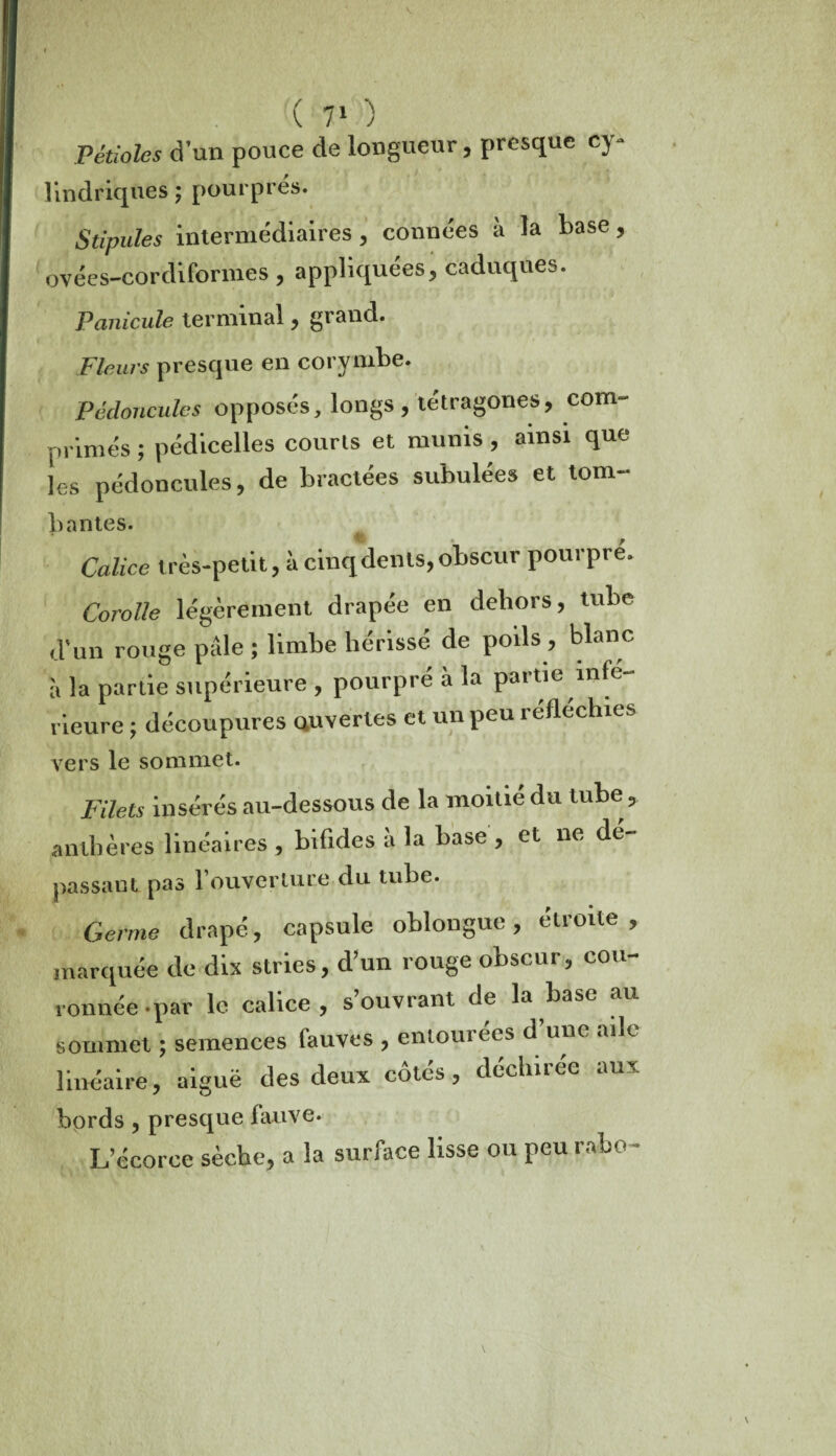 Pétioles d’un pouce de longueur, presque cy- lindriques ; pourprés. Stipules intermédiaires, connées à îa base, ovéés-cordiformes , appliquées, caduques. Panicule terminal, grand. Fleurs presque en corymbe. Pédoncules opposés, longs, tétragones, com¬ primés ; pédicelles courts et munis , ainsi que les pédoncules, de bractées subulées et tom¬ bantes. Calice très-petit, à cinq dénis, obscur pourpre. Corolle légèrement drapée en dehors, tube d'un rouge pâle ; limbe hérissé de poils , blanc à la partie supérieure , pourpré à la partie infe¬ rieure ; découpures ouvertes et un peu réfléchies vers le sommet. Filets insérés au-dessous de la moitié du tube ? anthères linéaires , bifides à la base, et ne dé¬ passant pas l'ouverture du tube. e drapé, capsule oblongue, étroite, e de dix stries, d’un rouge obscur, cou- .par le calice , s’ouvrant de la base au : ; semences fauves , entourées d une aile , aiguë des deux côtés, déchirée aux bords , presque fauve. L’écorce sèche, a la surface lisse ou peu rabo