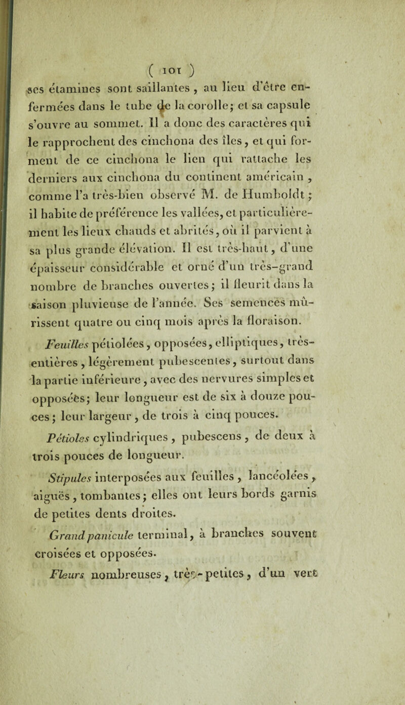 ses étamines sont saillantes , au lieu d’ëtre en¬ fermées dans le tube (Je la corolle; et sa capsule I • * s’ouvre au sommet. Il a donc des caractères qui le rapprochent des cinchona des îles, et qui for¬ ment de ce cinchona le lien qui rattache les derniers aux cinchona du continent américain , comme l’a très-bien observé M. de Humboldt ; il habite de préférence les vallées, et particulière¬ ment les lieux chauds et abrités, oii il parvient à sa plus grande élévation. Il est très-haut, d’une épaisseur considérable et orné d’un très-grand nombre débranchés ouvertes; il fleurit dans la saison pluvieuse de l’année. Ses semences mû¬ rissent quatre ou cinq mois après la floraison. Feuilles pétiolees, opposées, elliptiques, très- entières , légèrement pubescentes, surtout dans la partie inférieure , avec des nervures simples et opposées; leur longueur est de six à douze pou¬ ces ; leur largeur , de trois à cinq pouces. Pétioles cylindriques , pubescens , de deux a trois pouces de longueur. Stipules interposées aux feuilles , lancéolées r aiguës , tombantes ; elles ont leurs bords garnis de petites dents droites. Grandpanicule terminal, à branches souvent croisées et opposées. Fleurs nombreuses} très-.- petites, d’un vert