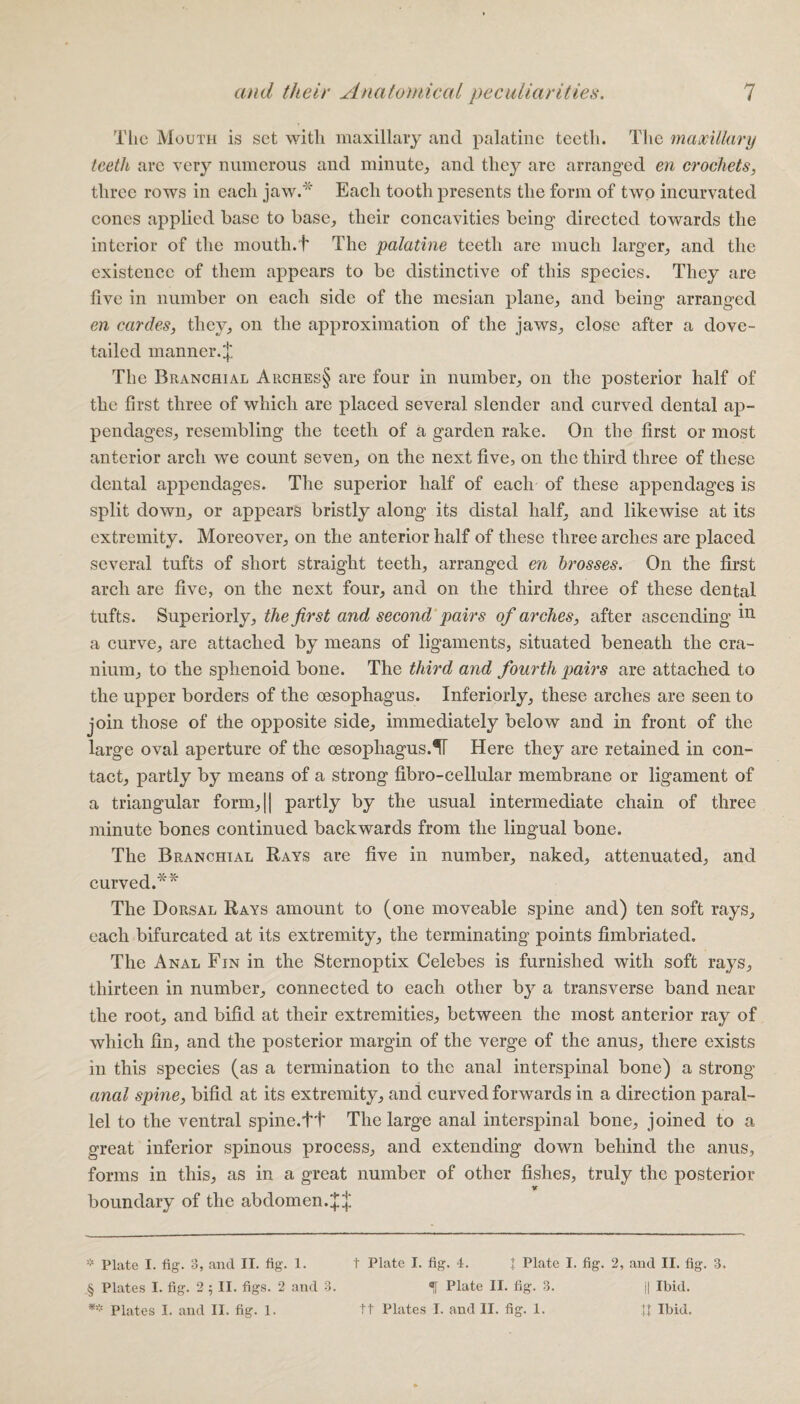 The Mouth is set with maxillary and palatine teeth. The maxillary teeth arc very numerous and minute, and they are arranged en crochets, three rows in each jaw.* Each tooth presents the form of two ineurvated cones applied base to base, their concavities being directed towards the interior of the mouth.t The palatine teeth are much larger, and the existence of them appears to be distinctive of this species. They are five in number on each side of the mesian plane, and being arranged en carcles, they, on the approximation of the jaws, close after a dove¬ tailed manner.^ The Branchial Arches§ are four in number, on the posterior half of the first three of which are placed several slender and curved dental aj>- pendages, resembling the teeth of a garden rake. On the first or most anterior arch we count seven, on the next five, on the third three of these dental appendages. The superior half of each of these appendages is split down, or appears bristly along its distal half, and likewise at its extremity. Moreover, on the anterior half of these three arches are placed several tufts of short straight teeth, arranged en drosses. On the first arch are five, on the next four, and on the third three of these dental tufts. Superiorly, the first and second pairs of arches, after ascending in a curve, are attached by means of ligaments, situated beneath the cra¬ nium, to the sphenoid bone. The third and fourth pairs are attached to the upper borders of the oesophagus. Interiorly, these arches are seen to join those of the opposite side, immediately below and in front of the large oval aperture of the oesophagus.Here they are retained in con¬ tact, partly by means of a strong fibro-cellular membrane or ligament of a triangular form,|| partly by the usual intermediate chain of three minute bones continued backwards from the lingual bone. The Branchial Rays are five in number, naked, attenuated, and curved.* § ** The Dorsal Rays amount to (one moveable spine and) ten soft rays, each bifurcated at its extremity, the terminating points fimbriated. The Anal Fin in the Sternoptix Celebes is furnished with soft rays, thirteen in number, connected to each other by a transverse band near the root, and bifid at their extremities, between the most anterior ray of which fin, and the posterior margin of the verge of the anus, there exists in this species (as a termination to the anal interspinal bone) a strong- anal spine, bifid at its extremity, and curved forwards in a direction paral¬ lel to the ventral spine.ft The large anal interspinal bone, joined to a great inferior spinous process, and extending down behind the anus, forms in this, as in a great number of other fishes, truly the posterior v boundary of the abdomen.^ * Plate I. fig. 3, and II. fig. 1. t Plate I. fig. 4. | Plate I. fig. 2, and II. fig. 3. § Plates I. fig. 2 ; II. figs. 2 and 3. «f Plate II. fig. 3. j| Ibid. ** Plates I. and II. fig. 1. tt Plates I. and IT. fig. I. .ft Ibid.
