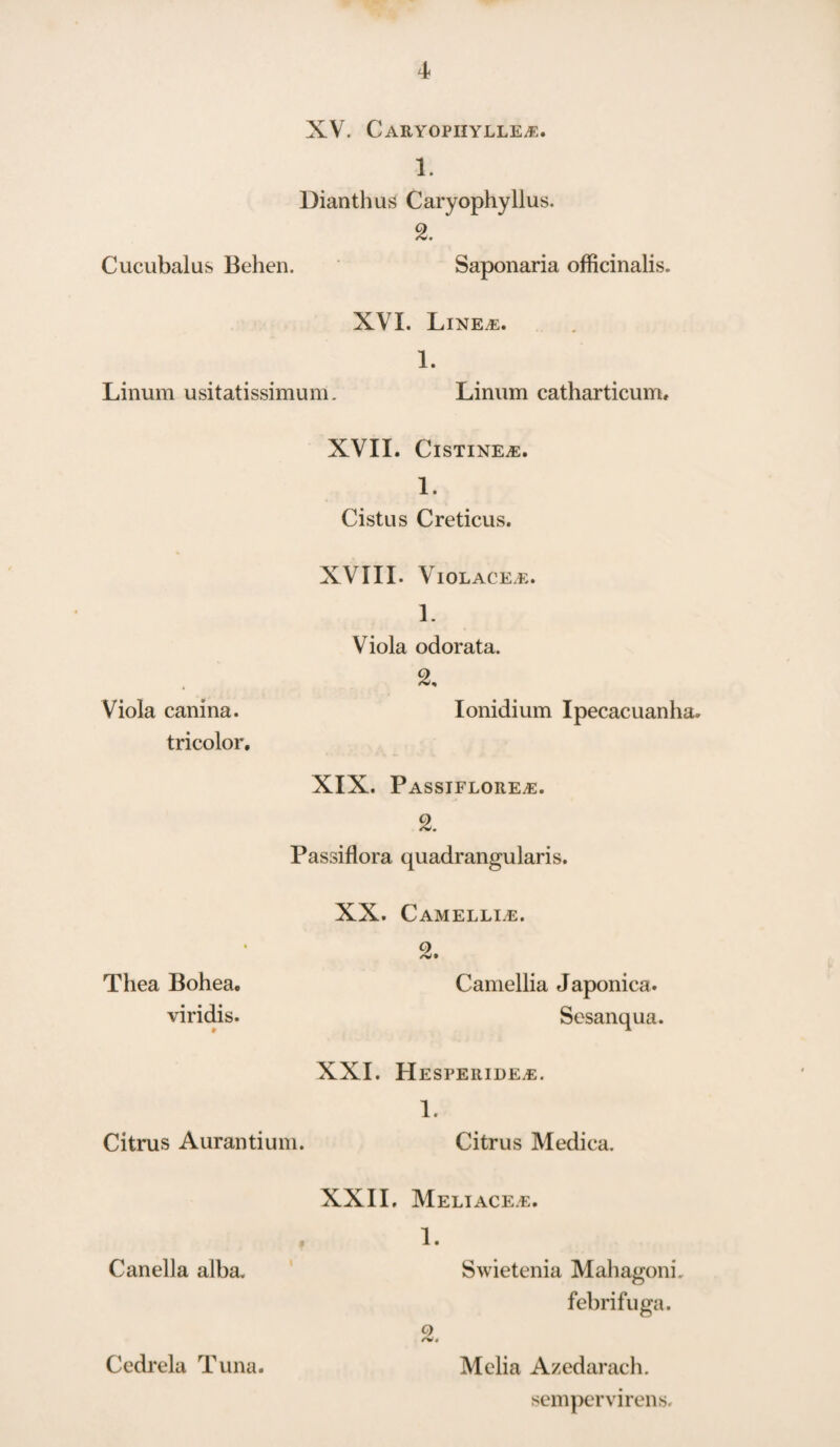 XV. Caeyopiiylle^. 1. Dianthus Caryophyllus. 2. Cucubalas Behen. Saponaria officinalis. XVI. Line^e. 1. Linum usitatissimum. Linum catharticum. XVII. CistinEjE. 1. Cistus Creticus. XVIII. V iolace.e. 1. Viola canina. tricolor. Thea Bohea. viridis. Viola odorata. Ionidium Ipecacuanha. XIX. Passiflore^e. 2. Passiflora quadrangularis. XX. Camelli.e. 2. Camellia Japonica. Sesanqua. XXI. Hesperide.e. 1. Citrus Aurantium. Citrus Medica. Canella alba. Cedrela Tuna. XXII, Meliace.e. 1. Swietenia Mahagoni. febrifuga. o Melia Azedarach. sempervirens.