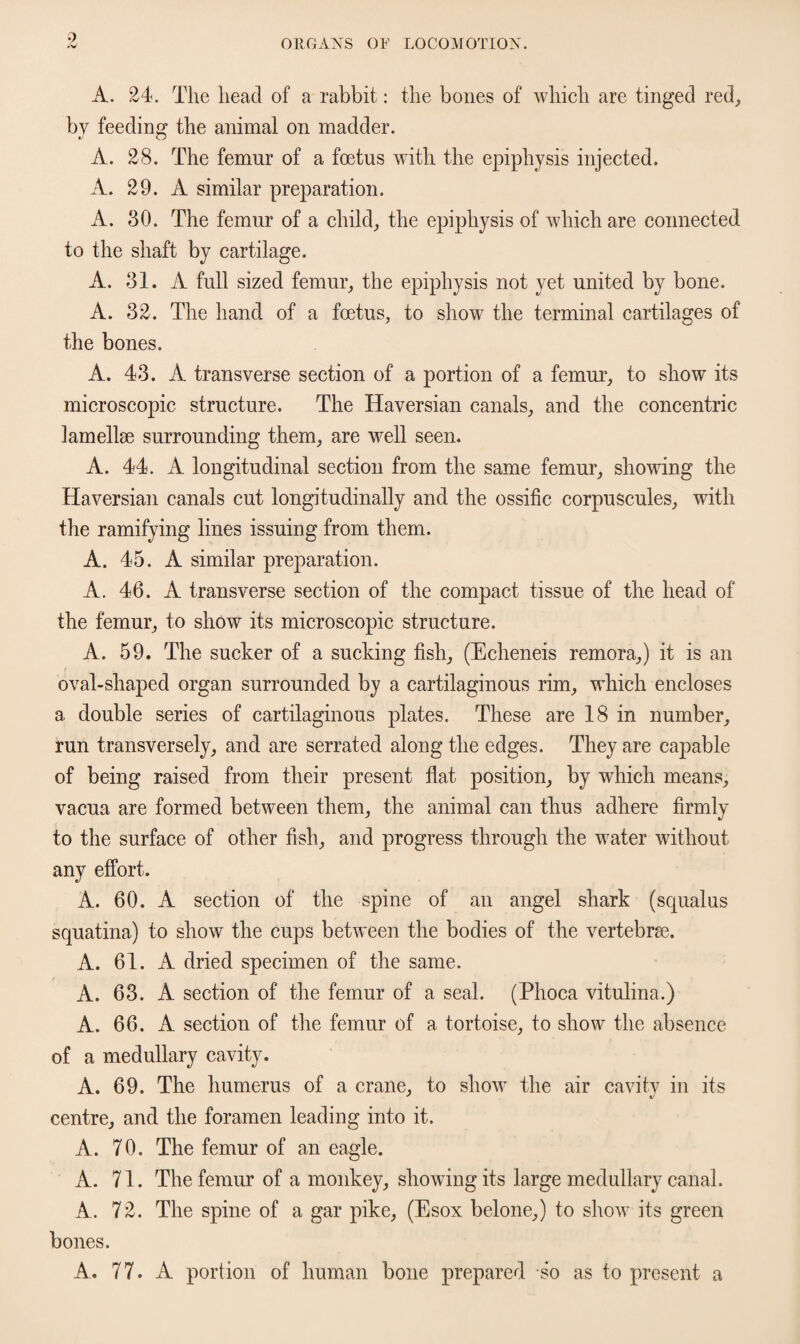 9 A. 24. The head of a rabbit: the bones of which are tinged red, by feeding the animal on madder. A. 28. The femur of a foetus with the epiphysis injected. A. 29. A similar preparation. A. 30. The femur of a child, the epiphysis of which are connected to the shaft by cartilage. A. 31. A full sized femur, the epiphysis not yet united by bone. A. 32. The hand of a foetus, to show the terminal cartilages of the bones. A. 43. A transverse section of a portion of a femur, to show its microscopic structure. The Haversian canals, and the concentric lamellae surrounding them, are well seen. A. 44. A longitudinal section from the same femur, shoving the Haversian canals cut longitudinally and the ossific corpuscules, with the ramifying lines issuing from them. A. 45. A similar preparation. A. 46. A transverse section of the compact tissue of the head of the femur, to show its microscopic structure. A. 59. The sucker of a sucking fish, (Echeneis remora,) it is an f oval-shaped organ surrounded by a cartilaginous rim, which encloses a double series of cartilaginous plates. These are 18 in number, run transversely, and are serrated along the edges. They are capable of being raised from their present flat position, by which means, vacua are formed between them, the animal can thus adhere firmly to the surface of other fish, and progress through the water without any effort. A. 60. A section of the spine of an angel shark (squalus squatina) to show the cups between the bodies of the vertebra. A. 61. A dried specimen of the same. A. 63. A section of the femur of a seal. (Phoca vitulina.) A. 66. A section of the femur of a tortoise, to show the absence of a medullary cavity. A. 69. The humerus of a crane, to show the air cavity in its centre, and the foramen leading into it. A. 70. The femur of an eagle. A. 71. The femur of a monkey, showing its large medullary canal. A. 72. The spine of a gar pike, (Esox belone,) to show its green bones. A. 77. A portion of human bone prepared so as to present a