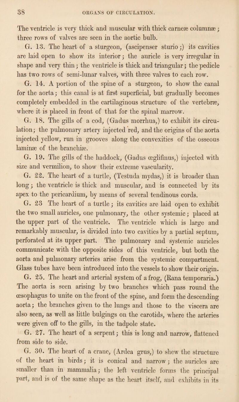 The ventricle is very thick and muscular with thick carnese columnse; three rows of valves are seen in the aortic bulb. G. 13. The heart of a sturgeon, (ascipenser sturio;) its cavities are laid open to show its interior; the auricle is very irregular in shape and very thin; the ventricle is thick and triangular; the pedicle has two rows of semi-lunar valves, with three valves to each row. G. 14. A portion of the spine of a sturgeon, to show the canal for the aorta; this canal is at first superficial, but gradually becomes completely embedded in the cartilaginous structure of the vertebrae, where it is placed in front of that for the spinal marrow. G. 18. The gills of a cod, (Gadus morrhua,) to exhibit its circu¬ lation; the pulmonary artery injected red, and the origins of the aorta injected yellow, run in grooves along the convexities of the osseous laminae of the branchiae. G. 19. The gills of the haddock, (Gadus oeglifinus,) injected with size and vermilion, to show their extreme vascularity. G. 22. The heart of a turtle, (Testuda mydas,) it is broader than long; the ventricle is thick and muscular, and is connected by its apex to the pericardium, by means of several tendinous cords. G. 23 The heart of a turtle; its cavities are laid open to exhibit the two small auricles, one pulmonary, the other systemic; placed at the upper part of the ventricle. The ventricle which is large and remarkably muscular, is divided into two cavities by a partial septum, perforated at its upper part. The pulmonary and systemic auricles communicate with the opposite sides of this ventricle, but both the aorta and pulmonary arteries arise from the systemic compartment. Glass tubes have been introduced into the vessels to show their origin. G. 25. The heart and arterial system of a frog, (Eana temporaria.) The aorta is seen arising by two branches which pass round the oesophagus to unite on the front of the spine, and form the descending aorta; the branches given to the lungs and those to the viscera are also seen, as well as little bulgings on the carotids, where the arteries were given off to the gills, in the tadpole state. G. 27. The heart of a serpent; this is long and narrow, flattened from side to side. G. 30. The heart of a crane, (Ardea grus,) to shew the structure of the heart in birds; it is conical and narrow; the auricles are smaller than in mammalia; the left ventricle forms the principal part, and is of the same shape as the heart itself, and exhibits in its