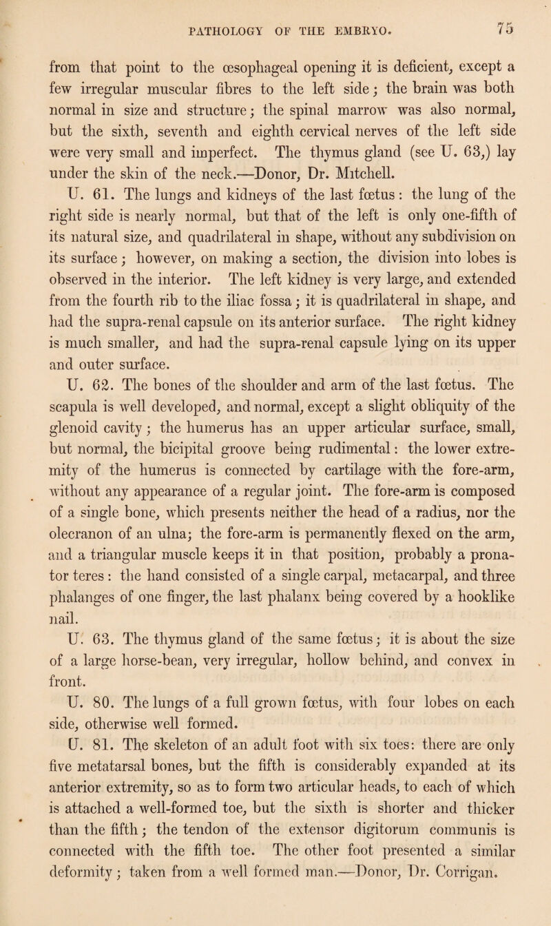 from that point to the oesophageal opening it is deficient, except a few irregular muscular fibres to the left side; the brain was both normal in size and structure; the spinal marrow was also normal, but the sixth, seventh and eighth cervical nerves of the left side were very small and imperfect. The thymus gland (see U. 63,) lay under the skin of the neck.—Donor, Dr. Mitchell. U. 61. The lungs and kidneys of the last footus : the lung of the right side is nearly normal, but that of the left is only one-fifth of its natural size, and quadrilateral in shape, without any subdivision on its surface; however, on making a section, the division into lobes is observed in the interior. The left kidney is very large, and extended from the fourth rib to the iliac fossa; it is quadrilateral in shape, and had the supra-renal capsule on its anterior surface. The right kidney is much smaller, and had the supra-renal capsule lying on its upper and outer surface. U. 62. The bones of the shoulder and arm of the last foetus. The scapula is well developed, and normal, except a slight obliquity of the glenoid cavity; the humerus has an upper articular surface, small, but normal, the bicipital groove being rudimental: the lower extre¬ mity of the humerus is connected by cartilage with the fore-arm, without any appearance of a regular joint. The fore-arm is composed of a single bone, which presents neither the head of a radius, nor the olecranon of an ulna; the fore-arm is permanently flexed on the arm, and a triangular muscle keeps it in that position, probably a prona¬ tor teres : the hand consisted of a single carpal, metacarpal, and three phalanges of one finger, the last phalanx being covered by a hooklike nail. U. 63. The thymus gland of the same foetus; it is about the size of a large horse-bean, very irregular, hollow behind, and convex in front. U. 80. The lungs of a full grown foetus, with four lobes on each side, otherwise well formed. [J. 81. The skeleton of an adult foot with six toes: there are only five metatarsal bones, but the fifth is considerably expanded at its anterior extremity, so as to form two articular heads, to each of which is attached a well-formed toe, but the sixth is shorter and thicker than the fifth; the tendon of the extensor digitorum communis is connected with the fifth toe. The other foot presented a similar deformity; taken from a well formed man.—Donor, Dr. Corrigan.