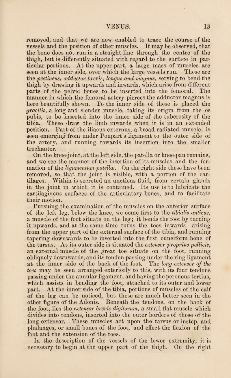 removed, and that we are now enabled to trace the course of the vessels and the position of other muscles. It may be observed, that the bone does not run in a straight line through the centre of the thigh, but is differently situated with regard to the surface in par¬ ticular portions. At the upper part, a large mass of muscles are seen at the inner side, over which the large vessels run. These are the pectineus, adductor hrems, longus and magnus, serving to bend the thigh by drawing it upwards and inwards, which arise from different parts of the pelvic bones to be inserted into the femoral. The manner in which the femoral artery pierces the adductor magnus is here beautifully shown. To the inner side of these is placed the gracilis, a long and slender muscle, taking its origin from the os pubis, to be inserted into the inner side of the tuberosity of the tibia. These draw the limb inwards when it is in an extended position. Part of the iliacus externus, a broad radiated muscle, is seen emerging from under Poupart’s ligament to the outer side of the artery, and running towards its insertion into the smaller trochanter. On the knee-joint, at the left side, the patella or knee-pan remains, and we see the manner of the insertion of its muscles and the for¬ mation of the ligamentum patellce. On the right side these have been removed, so that the joint is visible, with a portion of the car¬ tilages. Within is secreted an unctions fluid, from certain glands in the joint in which it is contained. Its use is to lubricate the cartilaginous surfaces of the articulatory bones, and to facilitate their motion. Pursuing the examination of the muscles on the anterior surface of the left leg, below the knee, we come first to the tibialis anticus, a muscle of the foot situate on the leg; it bends the foot by turning it upwards, and at the same time turns the toes inwards—arising from the upper part of the external surface of the tibia, and running tapering downwards to be inserted into the first cuneiform bone of the tarsus. At its outer side is situated the extensor proprius pollicis, an external muscle of the great toe situate on the foot, running obliquely downwards, and its tendon passing under the ring ligament at the inner side of the back of the foot. The long extensor of the toes may be seen arranged exteriorly to this, with its four tendons passing under the annular ligament, and having the peroneus tertius, which assists in bending the foot, attached to its outer and lower part. At the inner side of the tibia, portions of muscles of the calf of the leg can be noticed, but these are much better seen in the other figure of the Adonis. Beneath the tendons, on the back of the foot, lies the extensor brevis digitorum, a small flat muscle which divides into tendons, inserted into the outer borders of those of the long extensor. These muscles act upon the tarsus or instep, and phalanges, or small bones of the foot, and effect the flexion of the foot and the extension of the toes. In the description of the vessels of the lower extremity, it is necessary to begin at the upper part of the thigh. On the right