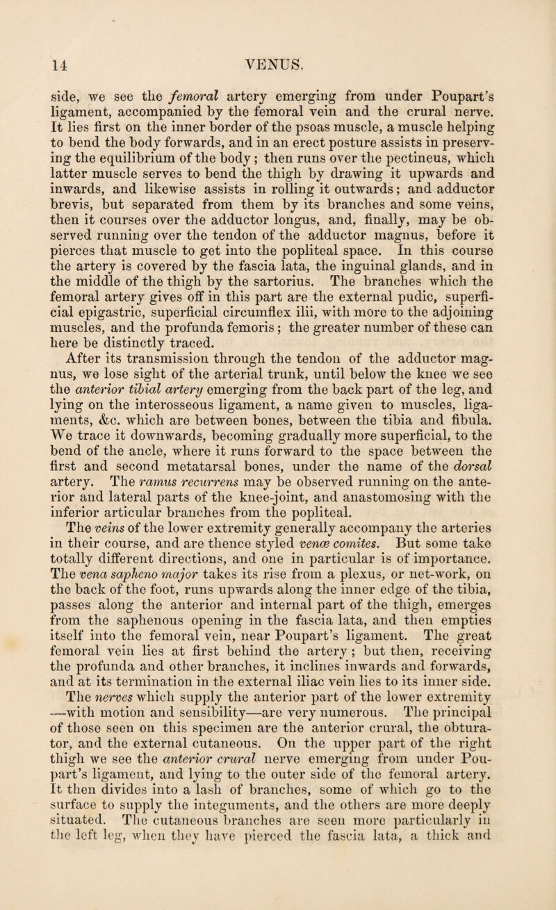 side, we see the femoral artery emerging from under Poupart’s ligament, accompanied by the femoral vein and the crural nerve. It lies first on the inner border of the psoas muscle, a muscle helping to bend the body forwards, and in an erect posture assists in preserv¬ ing the equilibrium of the body; then runs over the pectineus, which latter muscle serves to bend the thigh by drawing it upwards and inwards, and likewise assists in rolling it outwards; and adductor brevis, but separated from them by its branches and some veins, then it courses over the adductor longus, and, finally, may be ob¬ served running over the tendon of the adductor magnus, before it pierces that muscle to get into the popliteal space. In this course the artery is covered by the fascia lata, the inguinal glands, and in the middle of the thigh by the sartorius. The branches which the femoral artery gives off in this part are the external pudic, superfi¬ cial epigastric, superficial circumflex ilii, with more to the adjoining muscles, and the profunda femoris; the greater number of these can here be distinctly traced. After its transmission through the tendon of the adductor mag¬ nus, we lose sight of the arterial trunk, until below the knee we see the anterior tibial artery emerging from the back part of the leg, and lying on the interosseous ligament, a name given to muscles, liga¬ ments, &c. which are between bones, between the tibia and fibula. We trace it downwards, becoming gradually more superficial, to the bend of the ancle, where it runs forward to the space between the first and second metatarsal bones, under the name of the dorsal artery. The ramus recurrens may be observed running on the ante¬ rior and lateral parts of the knee-joint, and anastomosing with the inferior articular branches from the popliteal. The veins of the lower extremity generally accompany the arteries in their course, and are thence styled vencB comites. But some take totally different directions, and one in particular is of importance. The vena sapheno major takes its rise from a plexus, or net-work, on the back of the foot, runs upwards along the inner edge of the tibia, passes along the anterior and internal part of the thigh, emerges from the saphenous opening in the fascia lata, and then empties itself into the femoral vein, near Poupart’s ligament. The great femoral vein lies at first behind the artery ; but then, receiving the profunda and other branches, it inclines inwards and forwards, and at its termination in the external iliac vein lies to its inner side. The nerves which supply the anterior part of the lower extremity —with motion and sensibility—are very numerous. The principal of those seen on this specimen are the anterior crural, the obtura¬ tor, and the external cutaneous. On the upper part of the right thigh we see the anterior crural nerve emerging from under Pou¬ part’s ligament, and lying to the outer side of the femoral artery. It then divides into a lash of branches, some of which go to the surface to supply the integuments, and the others are more deeply situated. The cutaneous branches are seen more particularly in tlie left leg, when they have pierced the fascia lata, a thick and