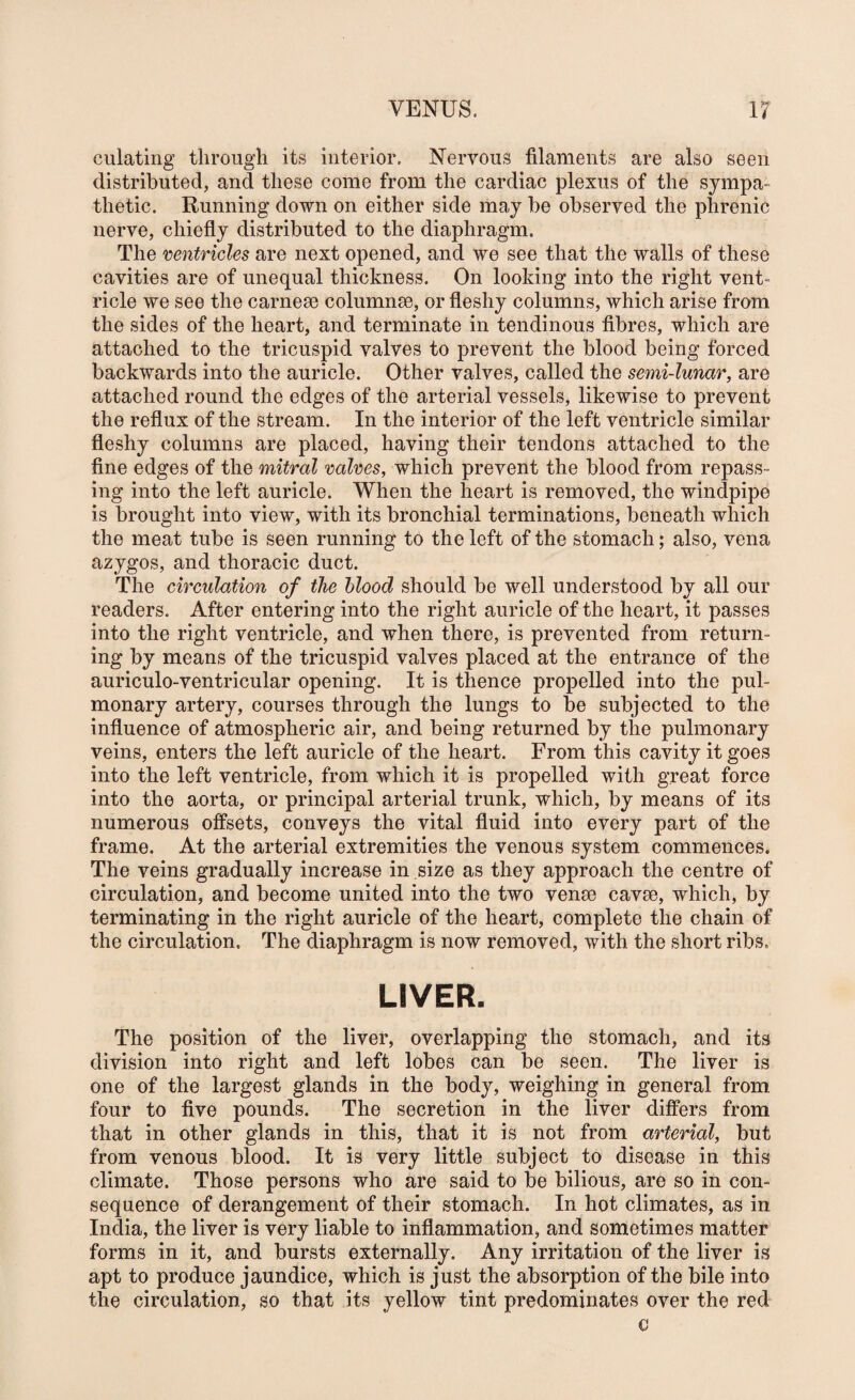 culating through its interior. Nervous filaments are also seen distributed, and these come from the cardiac plexus of the sympa¬ thetic. Running down on either side may be observed the phrenic nerve, chiefly distributed to the diaphragm. The ventricles are next opened, and we see that the walls of these cavities are of unequal thickness. On looking into the right vent¬ ricle we see the carnese columnse, or fleshy columns, which arise from the sides of the heart, and terminate in tendinous fibres, which are attached to the tricuspid valves to prevent the blood being forced backwards into the auricle. Other valves, called the semi-lunar, are attached round the edges of the arterial vessels, likewise to prevent the reflux of the stream. In the interior of the left ventricle similar fleshy columns are placed, having their tendons attached to the fine edges of the mitral valves, which prevent the blood from repass¬ ing into the left auricle. When the heart is removed, the windpipe is brought into view, with its bronchial terminations, beneath which the meat tube is seen running to the left of the stomach; also, vena azygos, and thoracic duct. The circulation of the blood should be well understood by all our readers. After entering into the right auricle of the heart, it passes into the right ventricle, and when there, is prevented from return¬ ing by means of the tricuspid valves placed at the entrance of the auriculo-ventricular opening. It is thence propelled into the pul¬ monary artery, courses through the lungs to be subjected to the influence of atmospheric air, and being returned by the pulmonary veins, enters the left auricle of the heart. From this cavity it goes into the left ventricle, from which it is propelled with great force into the aorta, or principal arterial trunk, which, by means of its numerous offsets, conveys the vital fluid into every part of the frame. At the arterial extremities the venous system commences. The veins gradually increase in size as they approach the centre of circulation, and become united into the two venae cavae, which, by terminating in the right auricle of the heart, complete the chain of the circulation. The diaphragm is now removed, with the short ribs. LIVER. The position of the liver, overlapping the stomach, and its division into right and left lobes can be seen. The liver is one of the largest glands in the body, weighing in general from four to five pounds. The secretion in the liver differs from that in other glands in this, that it is not from arterial, but from venous blood. It is very little subject to disease in this climate. Those persons who are said to be bilious, are so in con¬ sequence of derangement of their stomach. In hot climates, as in India, the liver is very liable to inflammation, and sometimes matter forms in it, and bursts externally. Any irritation of the liver is apt to produce jaundice, which is just the absorption of the bile into the circulation, so that its yellow tint predominates over the red c