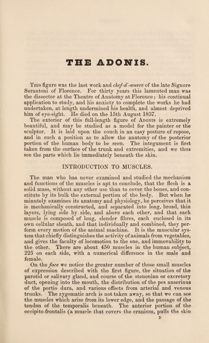 THE ADONIS. This figure was the last work and chef-d'-oeuvre of the late Signore Serantoni of Florence. For thirty years this lamented man was the dissector at the Theatre of Anatomy at Florence ; his continual application to study, and his anxiety to complete the works he had undertaken, at length undermined his health, and almost deprived him of eye-sight. He died on the 15th August 1837. The exterior of this full-length figure of Adonis is extremely beautiful, and may be studied as a model for the painter or the sculptor. It is laid upon the couch in an easy posture of repose, and in such a position as to allow the anatomy of the posterior portion of the human body to be seen. The integument is first taken from the surface of the trunk and extremities, and we thus see the parts which lie immediately beneath the skin. INTRODUCTION TO MUSCLES. The man who has never examined and studied the mechanism and functions of the muscles is apt to conclude, that the flesh is a solid mass, without any other use than to cover the bones, and con¬ stitute by its bulk the external portion of the body. But when he minutely examines its anatomy and physiology, he perceives that it is mechanically constructed, and separated into long, broad, thin layers, lying side by side, and above each other, and that each muscle is composed of long, slender fibres, each enclosed in its own cellular sheath, and that individually and combined, they per¬ form every motion of the animal machine. It is the muscular sys¬ tem that chiefly distinguishes the activity of animals from vegetables, and gives the faculty of locomotion to the one, and immovability to the other. There are about 450 muscles in the human subject, 225 on each side, with a numerical difference in the male and female. On the face we notice the greater number of those small muscles of expression described with the first figure, the situation of the parotid or salivary gland, and course of the stenonian or excretory duct, opening into the mouth, the distribution of the pes anserinus of the portio dura, and various offsets from arterial and venous trunks. The zygomatic arch is not taken away, so that we can see the muscles which arise from its lower edge, and the passage of the tendon of the temporalis beneath. The anterior portion of the occipito-frontalis (a muscle that covers the cranium, pulls the skin D