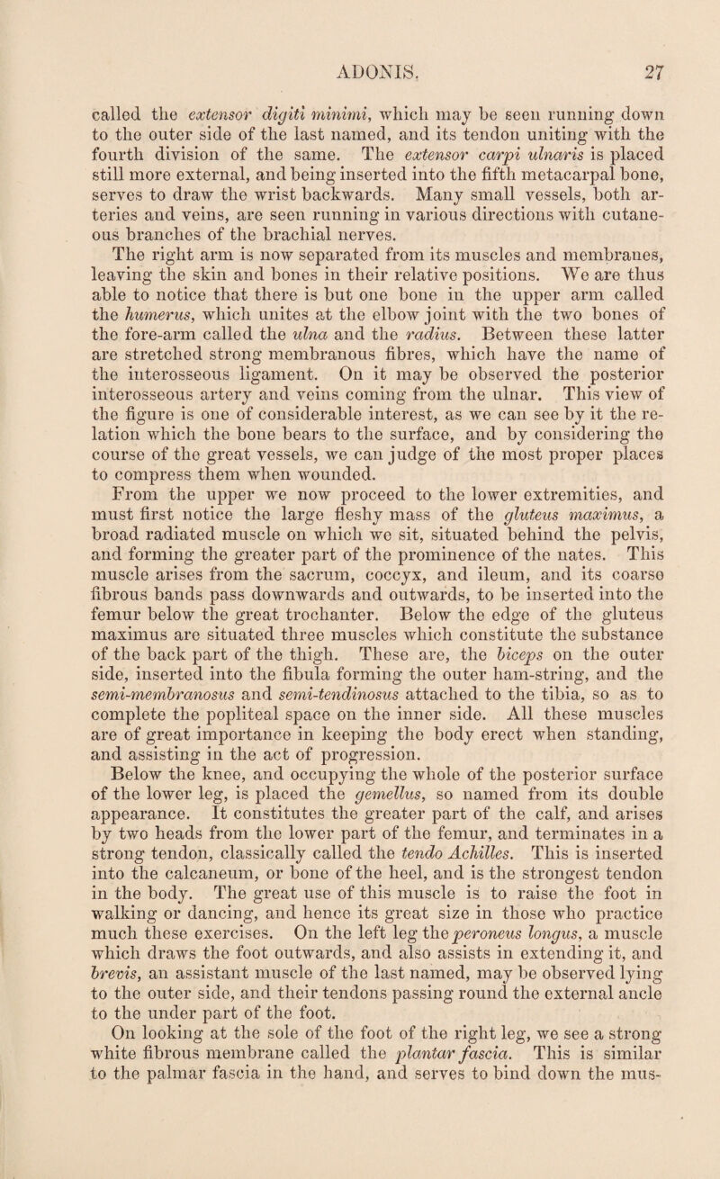 called the extensor digiti minimi, which may be seen running down to the outer side of the last named, and its tendon uniting with the fourth division of the same. The extensor carpi ulnaris is placed still more external, and being inserted into the fifth metacarpal bone, serves to draw the wrist backwards. Many small vessels, both ar¬ teries and veins, are seen running in various directions with cutane¬ ous branches of the brachial nerves. The right arm is now separated from its muscles and membranes, leaving the skin and bones in their relative positions. We are thus able to notice that there is but one bone in the upper arm called the humerus, which unites at the elbow joint with the two bones of the fore-arm called the ulna and the radius. Between these latter are stretched strong membranous fibres, which have the name of the interosseous ligament. On it may be observed the posterior interosseous artery and veins coming from the ulnar. This view of the figure is one of considerable interest, as we can see by it the re¬ lation which the bone bears to the surface, and by considering the course of the great vessels, we can judge of the most proper places to compress them when wounded. From the upper we now proceed to the lower extremities, and must first notice the large fleshy mass of the gluteus maximus, a broad radiated muscle on which we sit, situated behind the pelvis, and forming the greater part of the prominence of the nates. This muscle arises from the sacrum, coccyx, and ileum, and its coarse fibrous bands pass downwards and outwards, to be inserted into the femur below the great trochanter. Below the edge of the gluteus maximus are situated three muscles which constitute the substance of the back part of the thigh. These are, the biceps on the outer side, inserted into the fibula forming the outer ham-string, and the semi-membranosus and semi-tendinosus attached to the tibia, so as to complete the popliteal space on the inner side. All these muscles are of great importance in keeping the body erect when standing, and assisting in the act of progression. Below the knee, and occupying the whole of the posterior surface of the lower leg, is placed the gemellus, so named from its double appearance. It constitutes the greater part of the calf, and arises by two heads from the lower part of the femur, and terminates in a strong tendon, classically called the tendo Achilles. This is inserted into the calcaneum, or bone of the heel, and is the strongest tendon in the body. The great use of this muscle is to raise the foot in walking or dancing, and hence its great size in those who practice much these exercises. On the left leg the longus, a muscle which draws the foot outwards, and also assists in extending it, and brevis, an assistant muscle of the last named, may be observed lying to the outer side, and their tendons passing round the external ancle to the under part of the foot. On looking at the sole of the foot of the right leg, we see a strong white fibrous membrane called the plantar fascia. This is similar to the palmar fascia in the hand, and serves to bind down the mus-